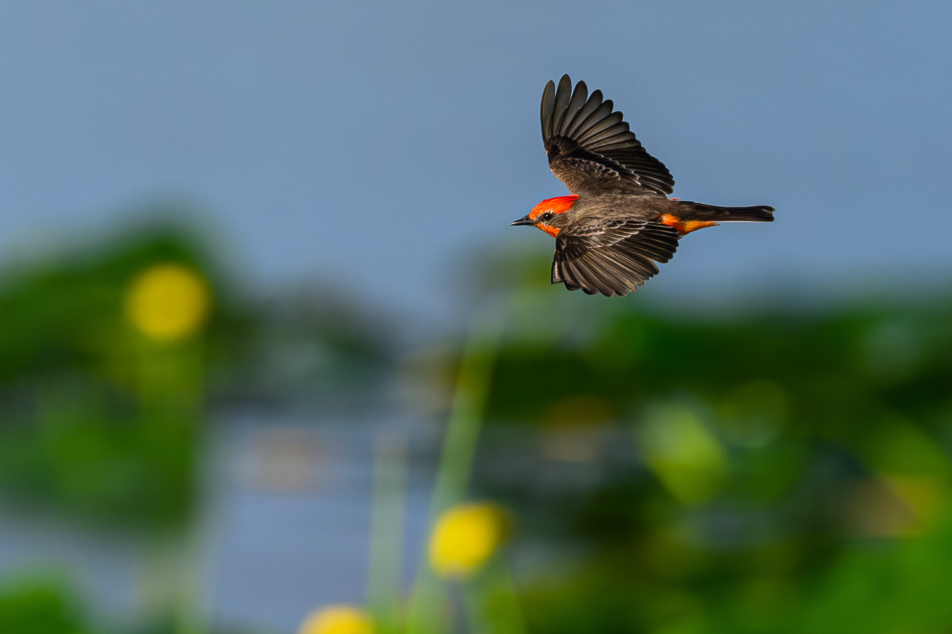 Vermilion Flycatcher Fly By. Florida