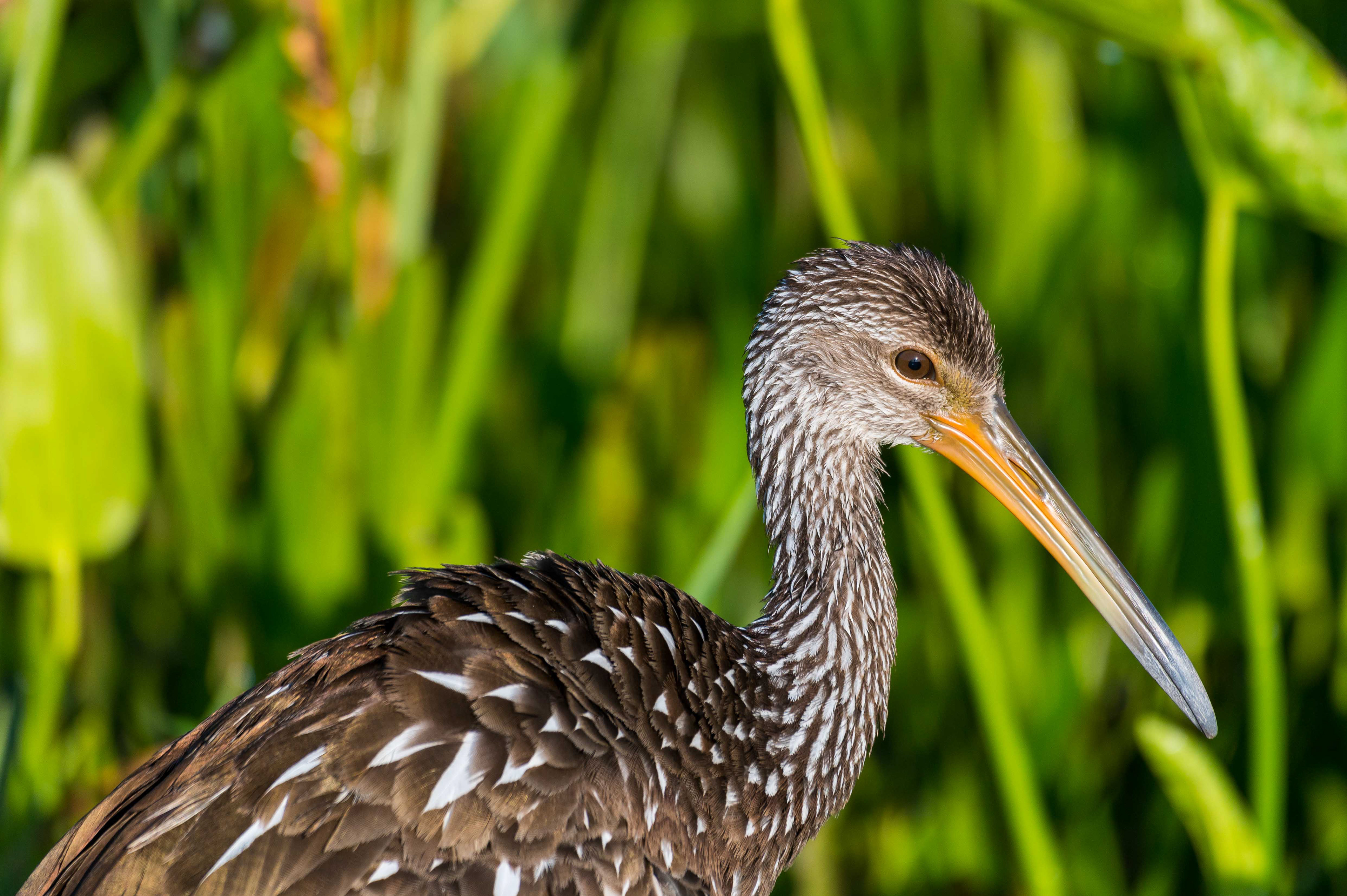 Limpkin Portrait. Florida