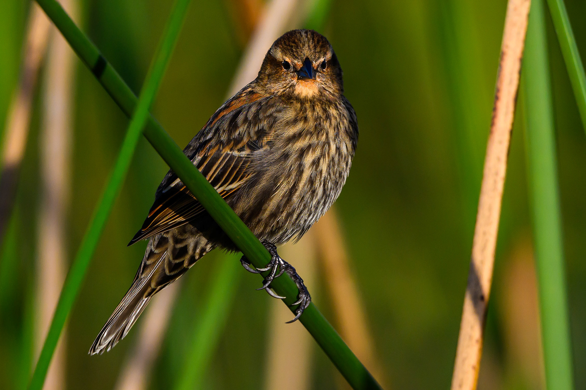 Red-Winged Blackbird. Florida