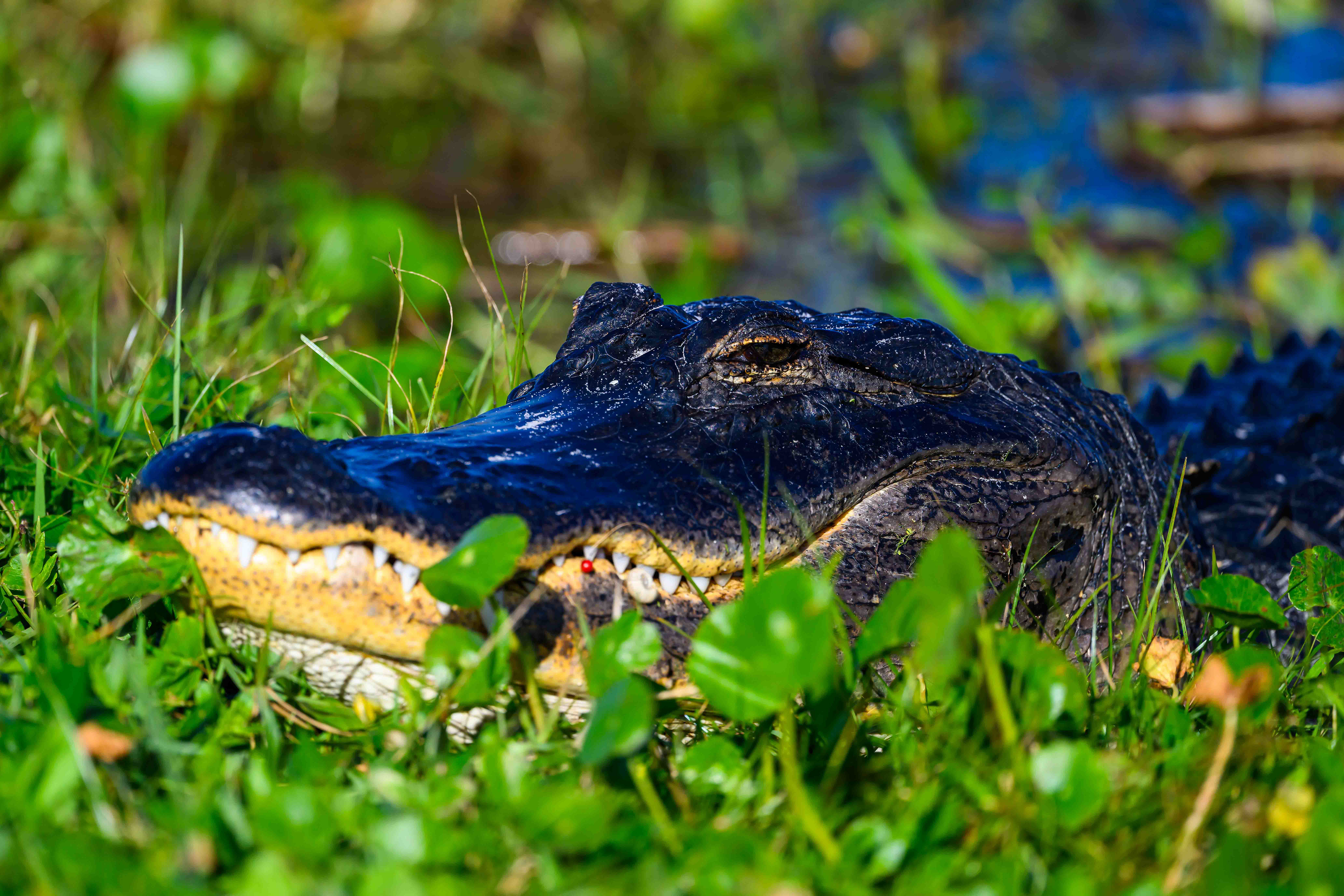 Sneaky Gator. Florida