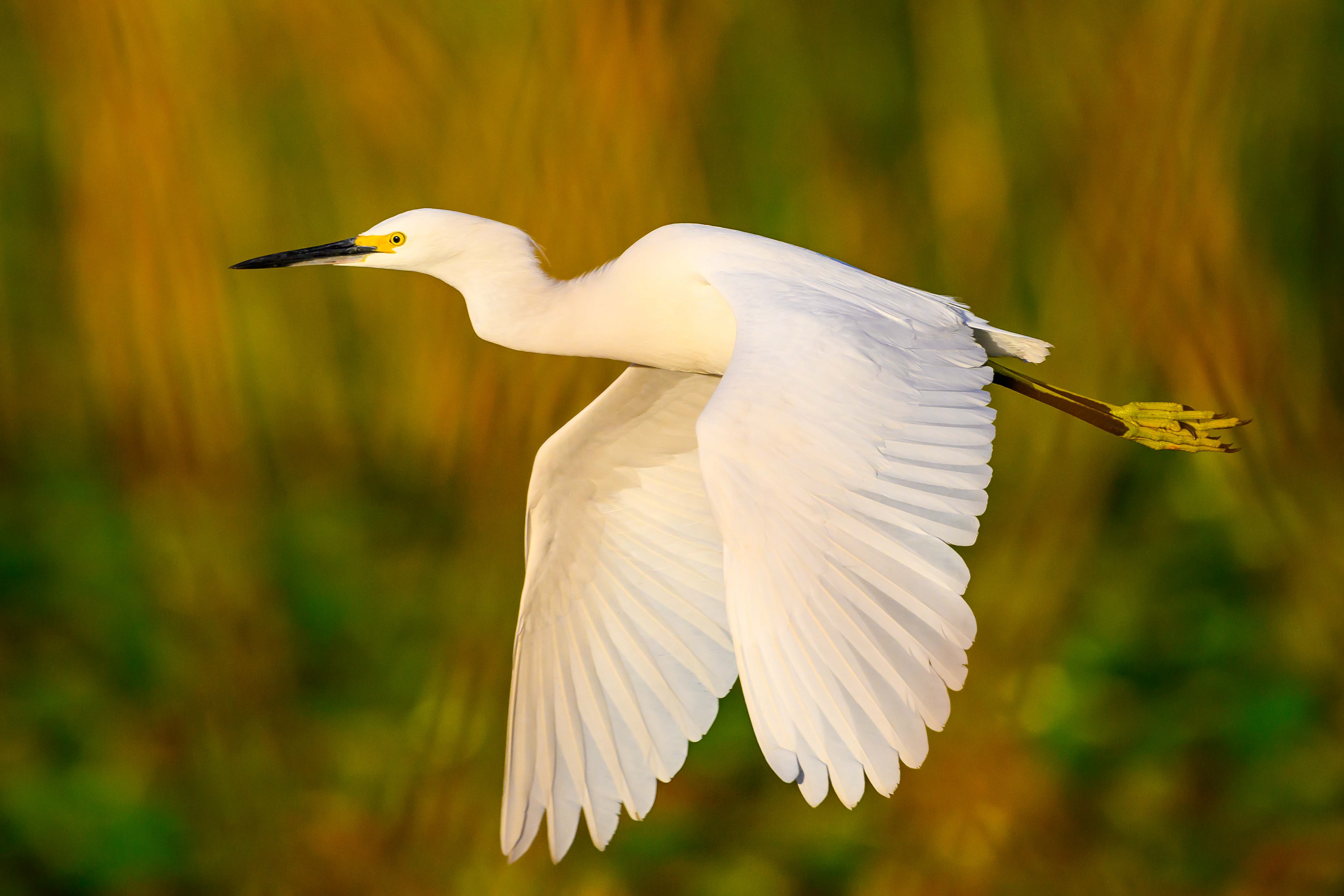 Snowy Egret Fly By. Florida