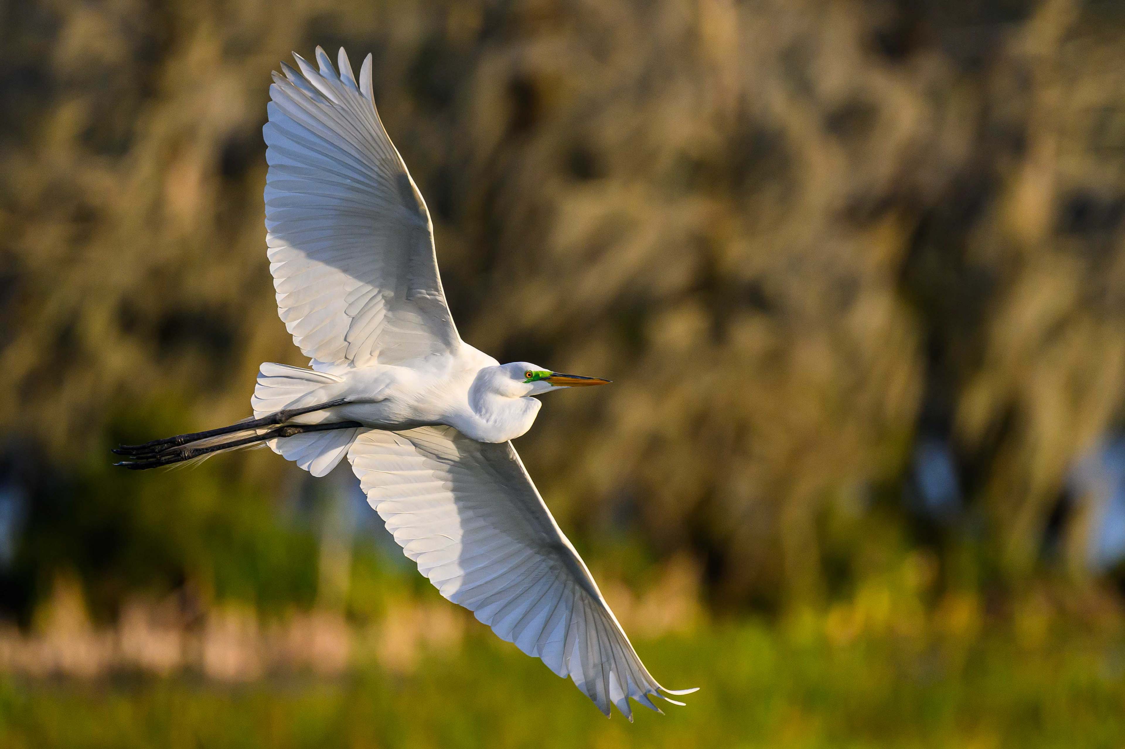 Great Passing Through. Florida