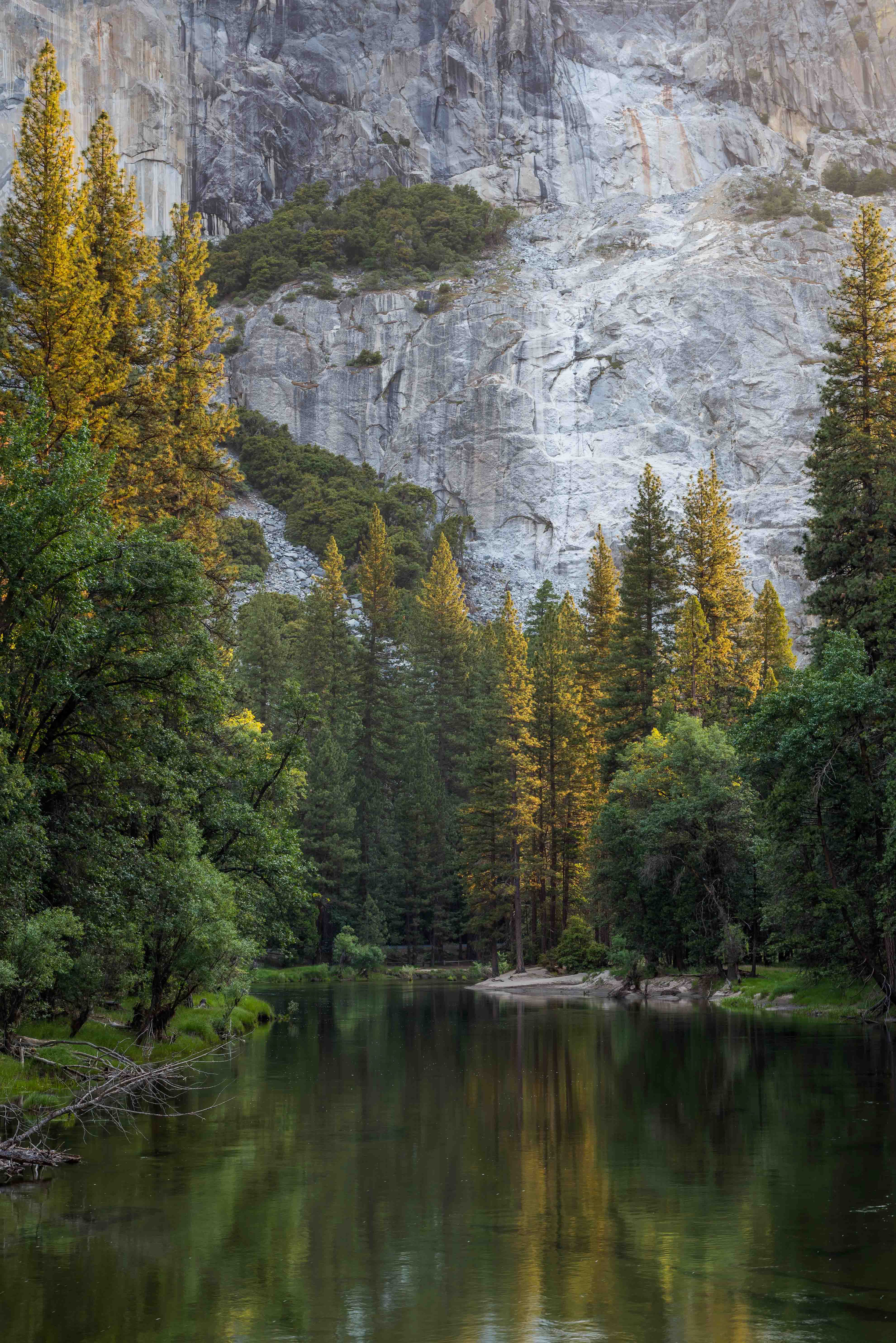 Sunrise Through the Trees. Yosemite National Park