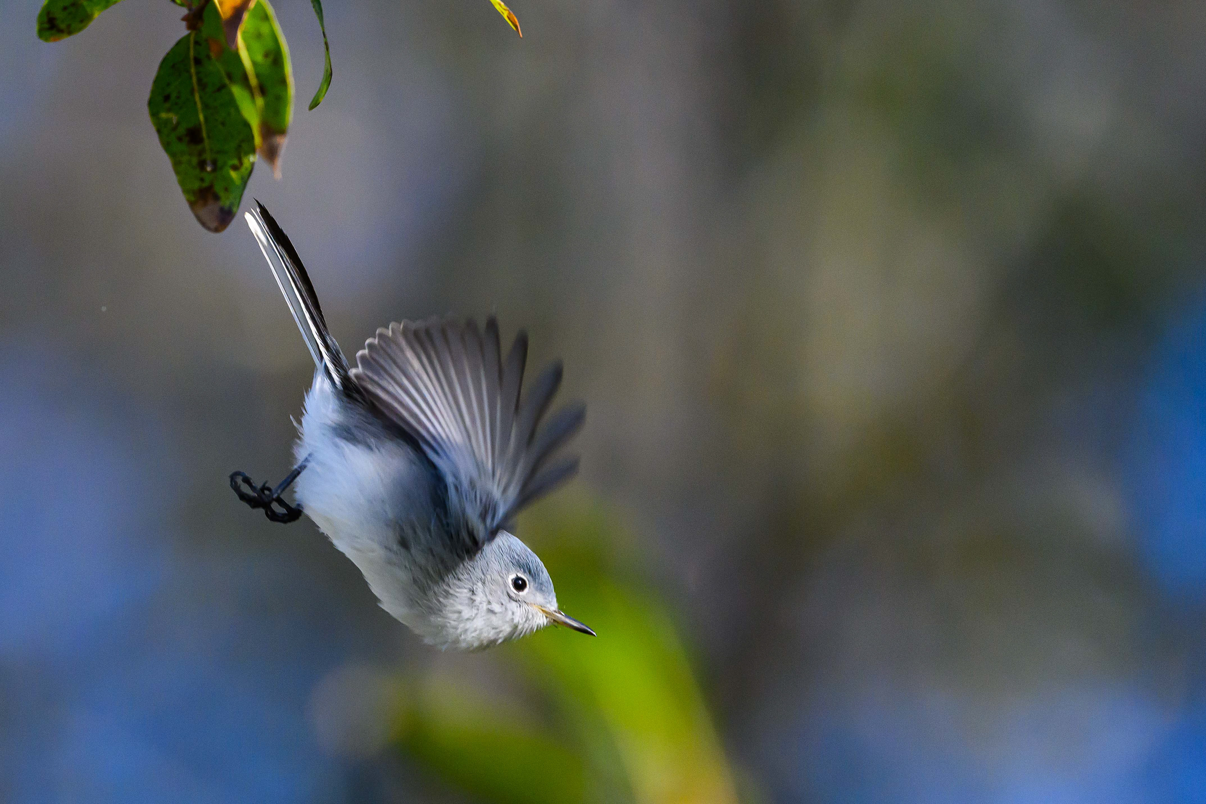 Blue-Grey Gnatcatcher. Florida