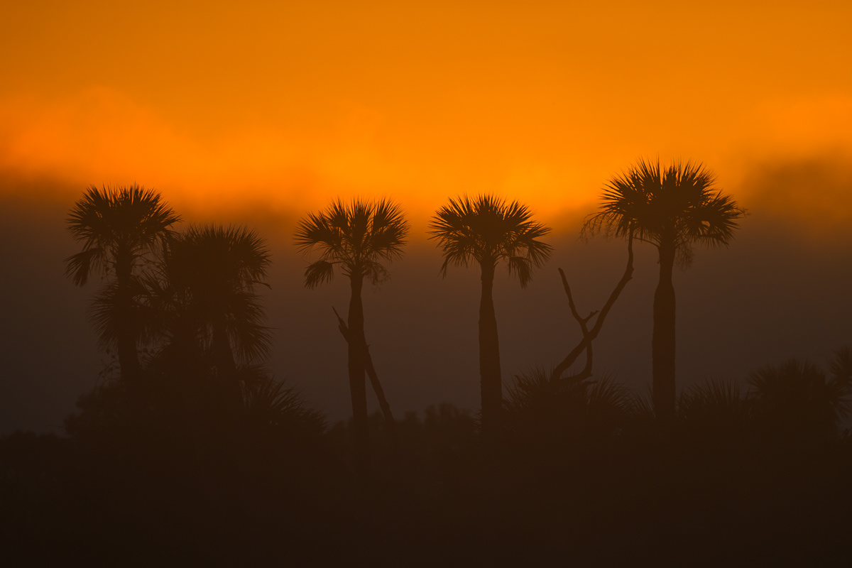Foggy Sunrise. Florida