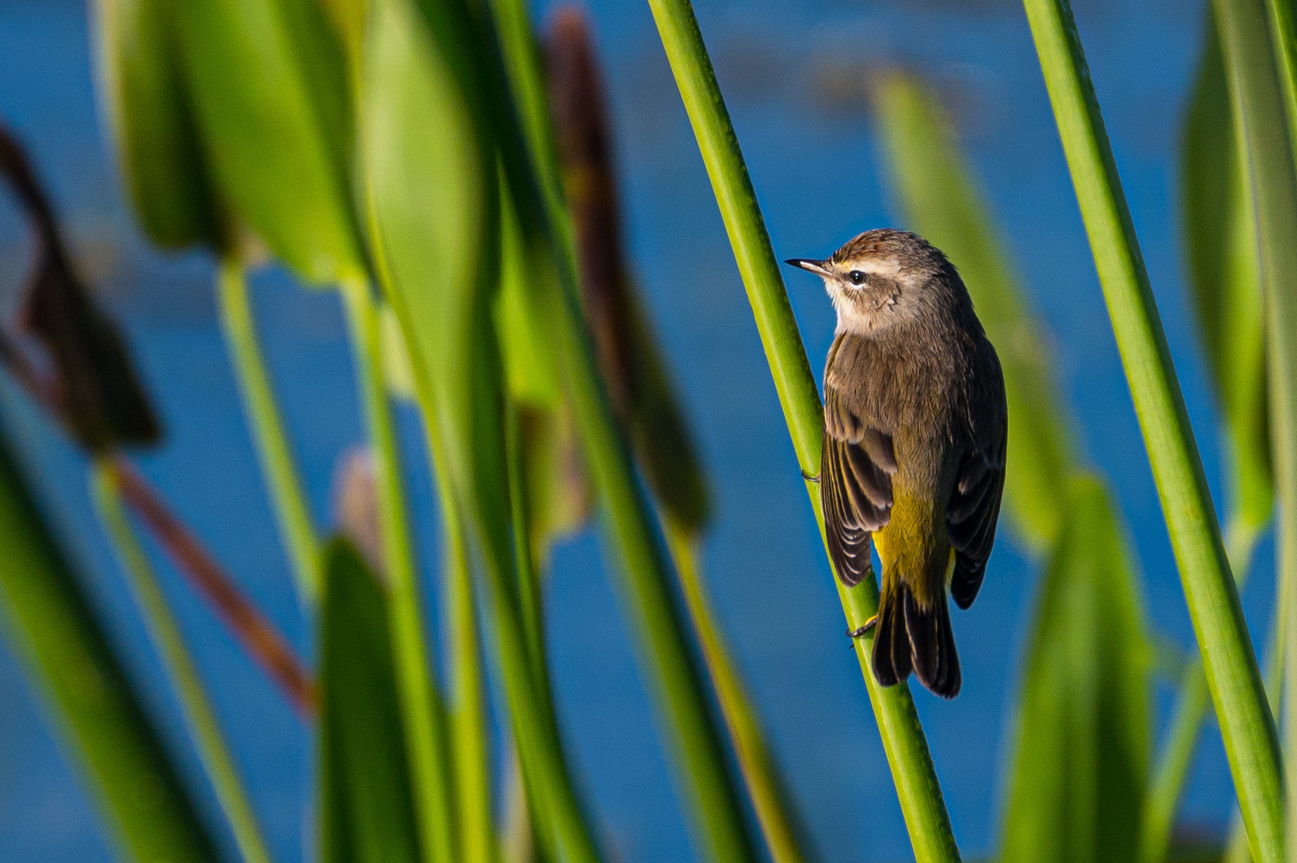 Palm Warbler. Florida