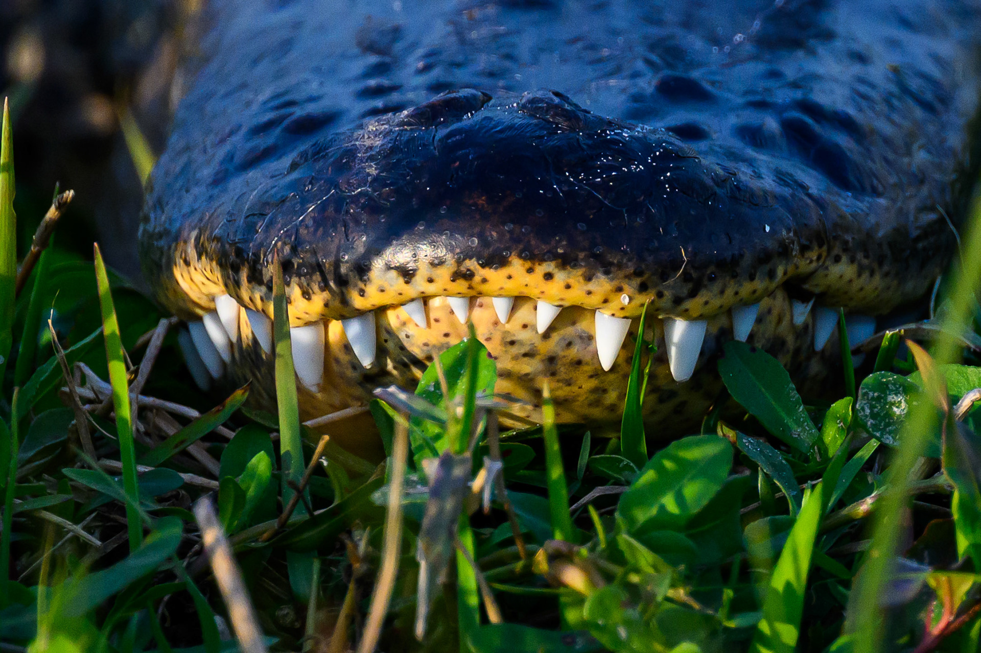 Pearly Whites. Florida
