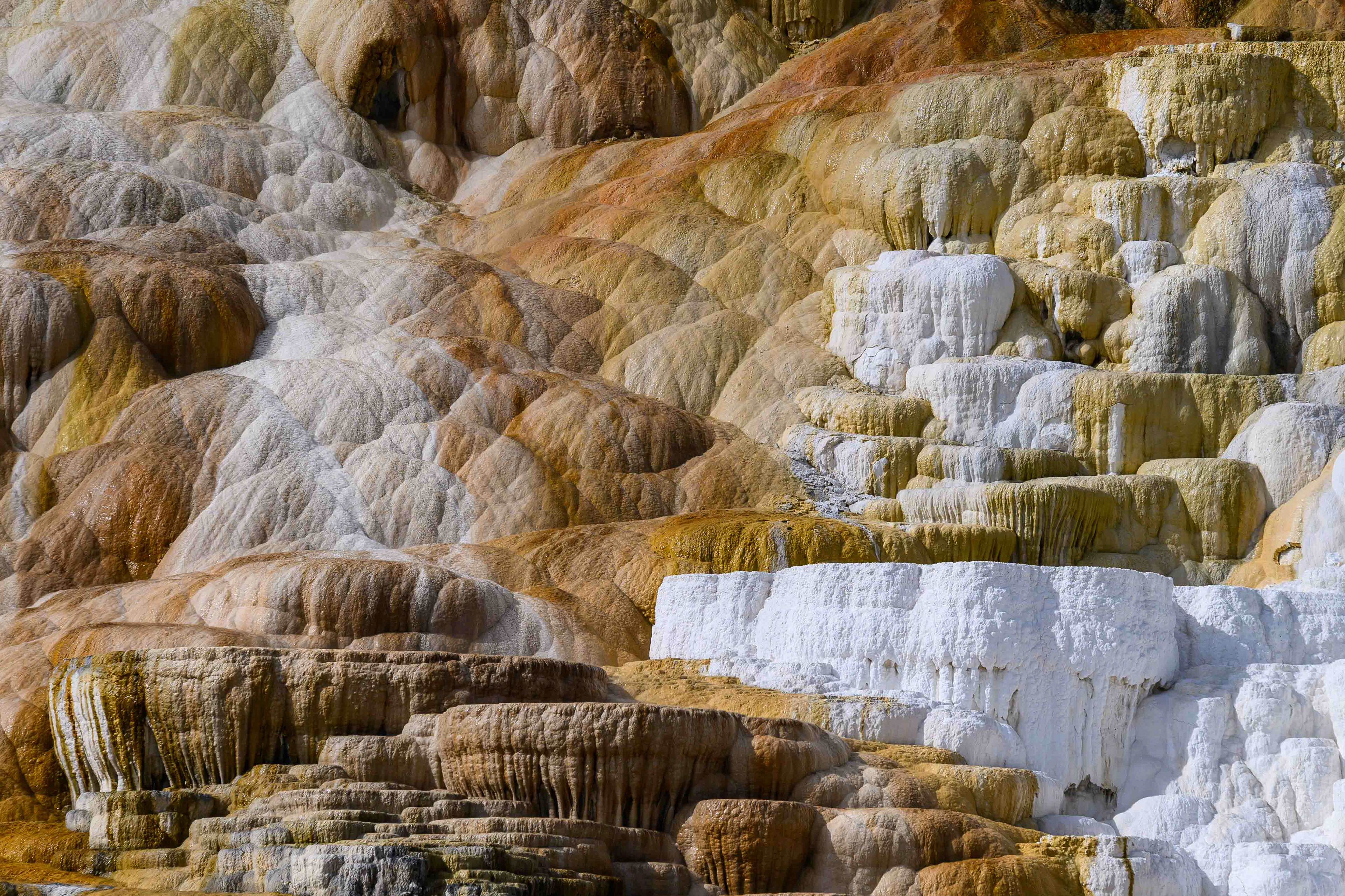 Mammoth Hot Springs. Yellowstone National Park