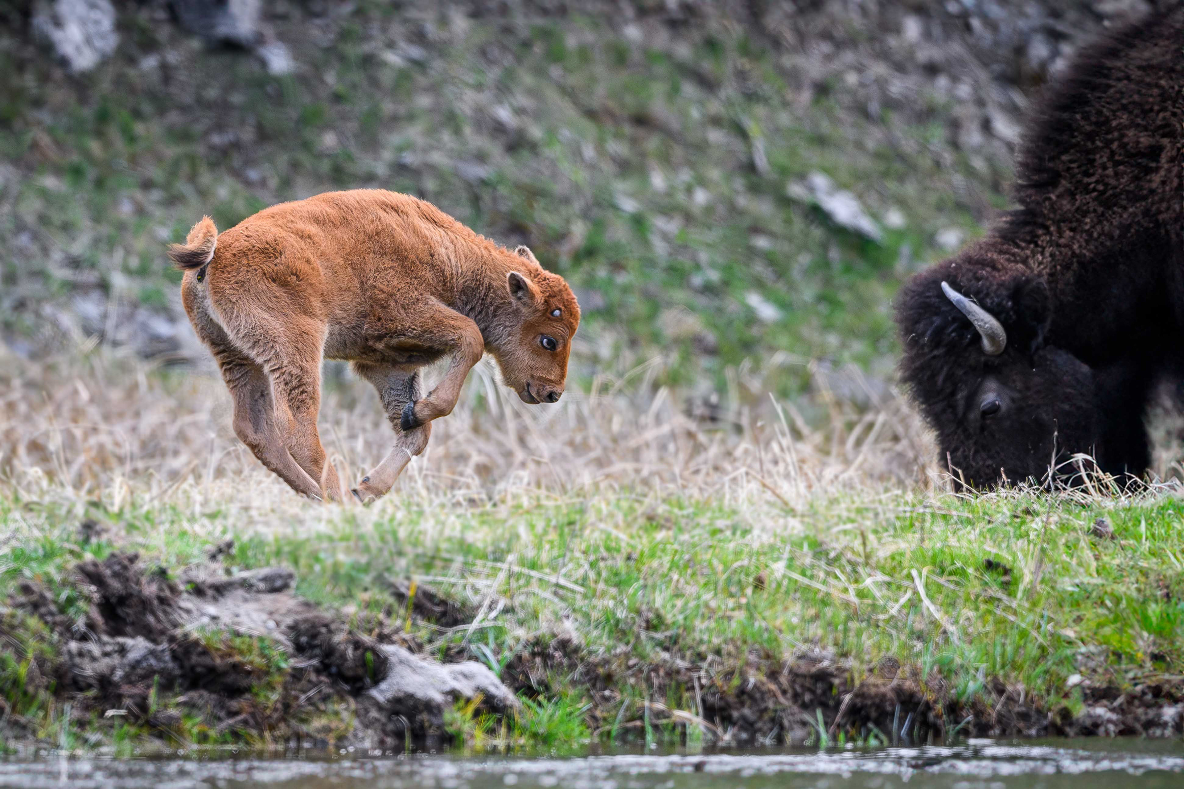 Bison Calf Zoomies. Yellowstone National Park
