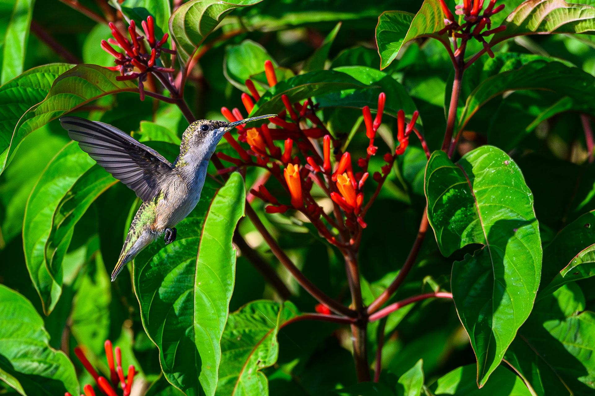 Ruby Throated Hummingbird. Florida