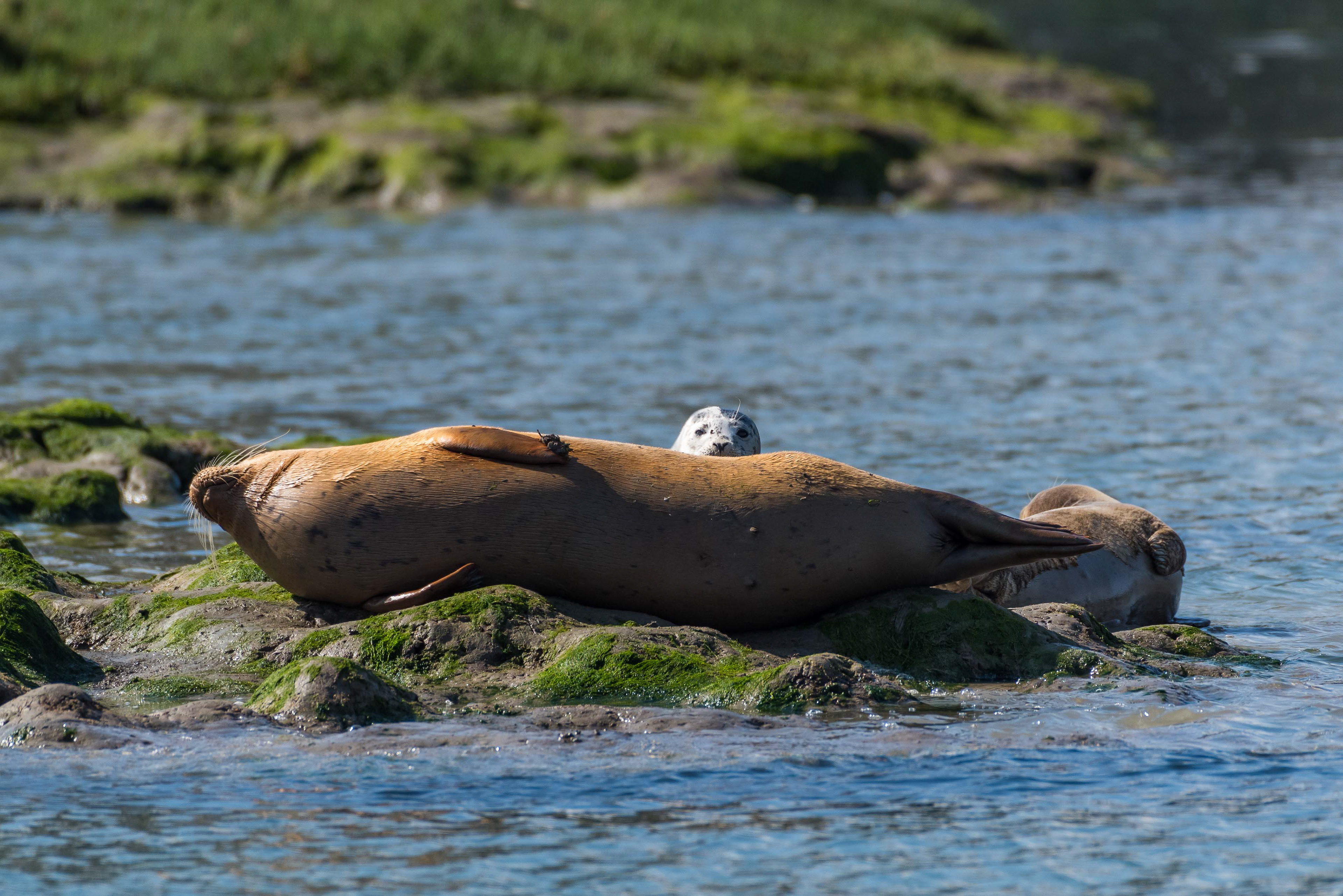 Peek-a-Boo. Harbor Seal Pup in the Elkhorn Slough