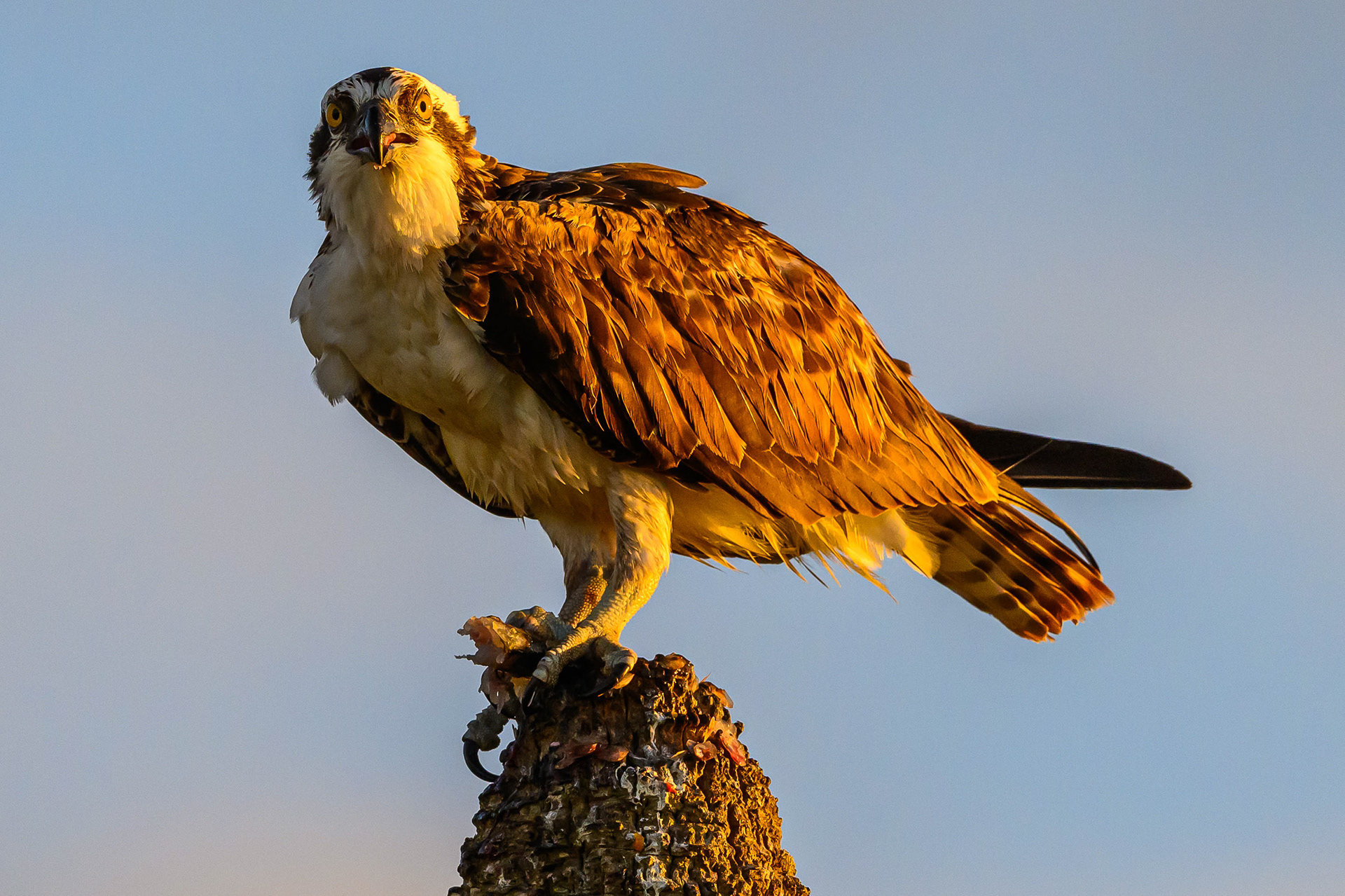 Osprey with Breakfast. Florida