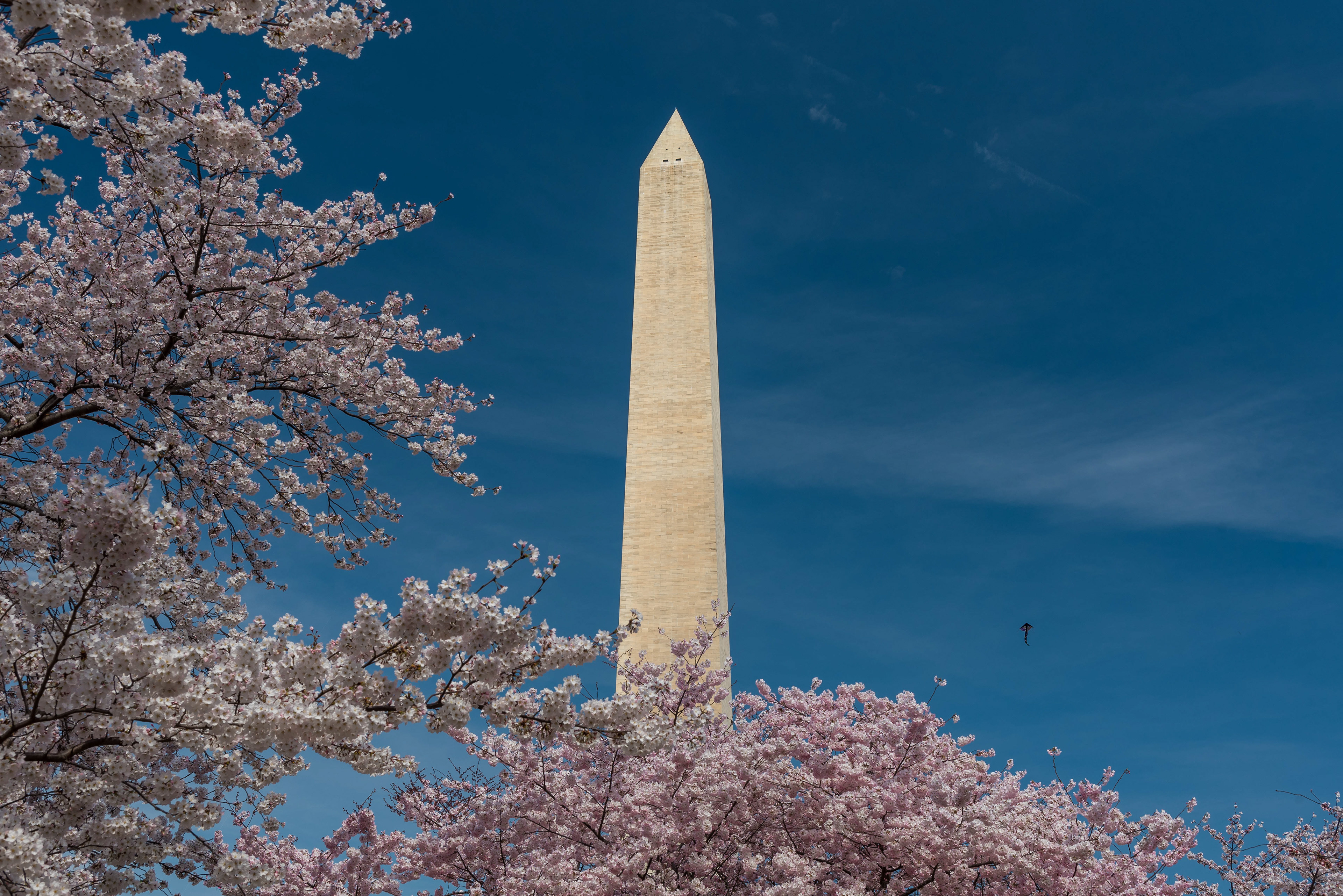 Cherry Blossoms and Washington. Washington, DC