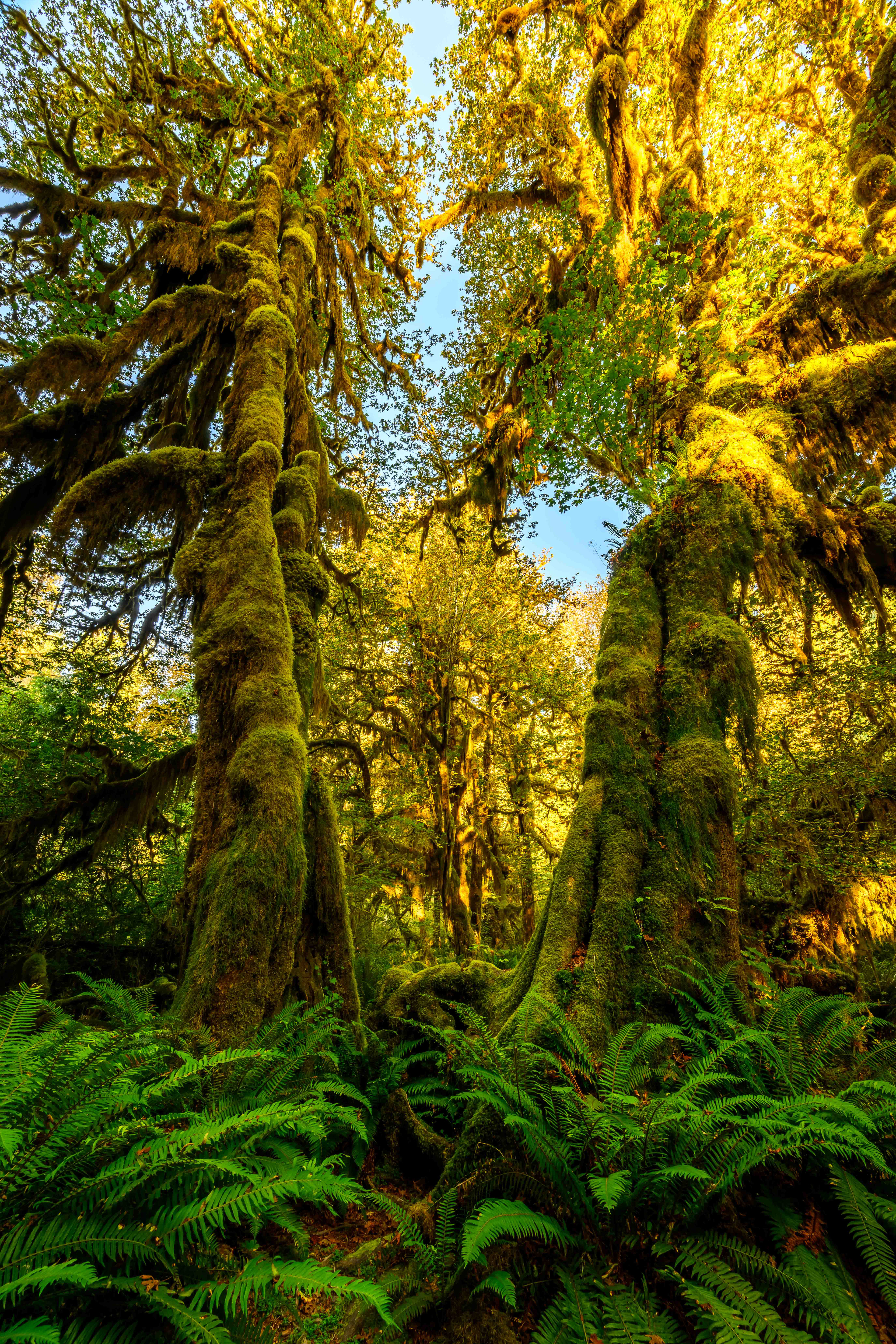 Hoh Rainforest. Olympic National Park