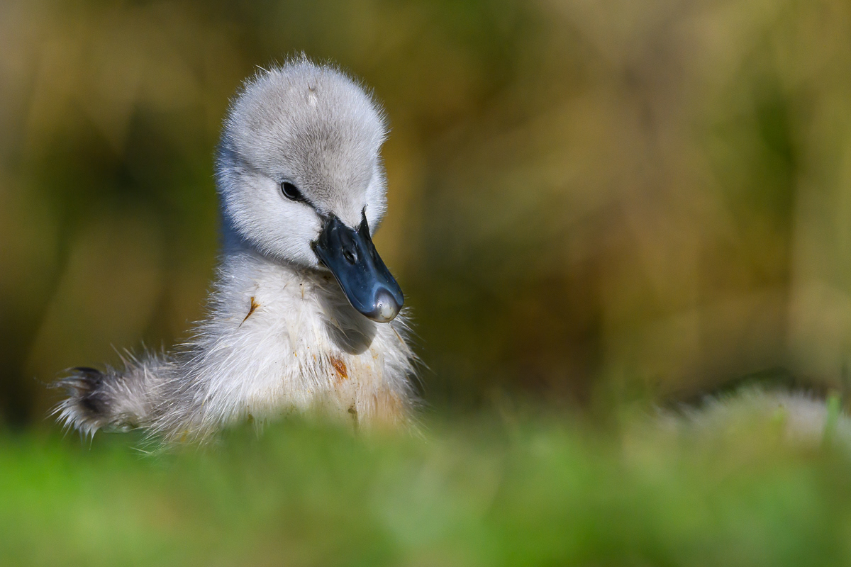 Cygnet Cuteness. Florida