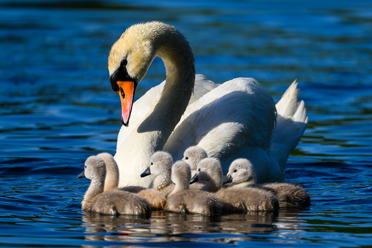 Huddling with Mom. Swans. Florida