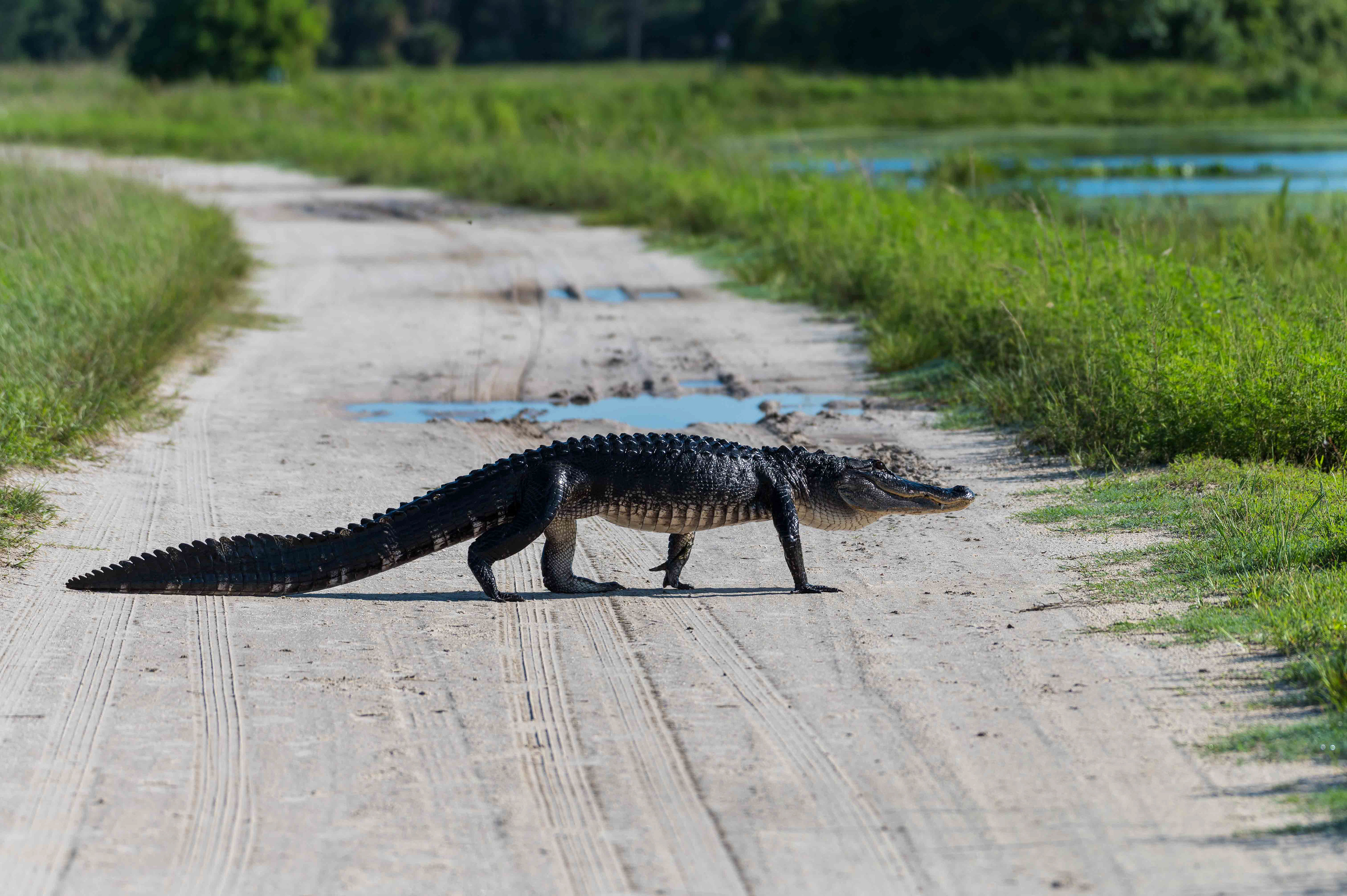 Gator Tail on the Trail. Florida