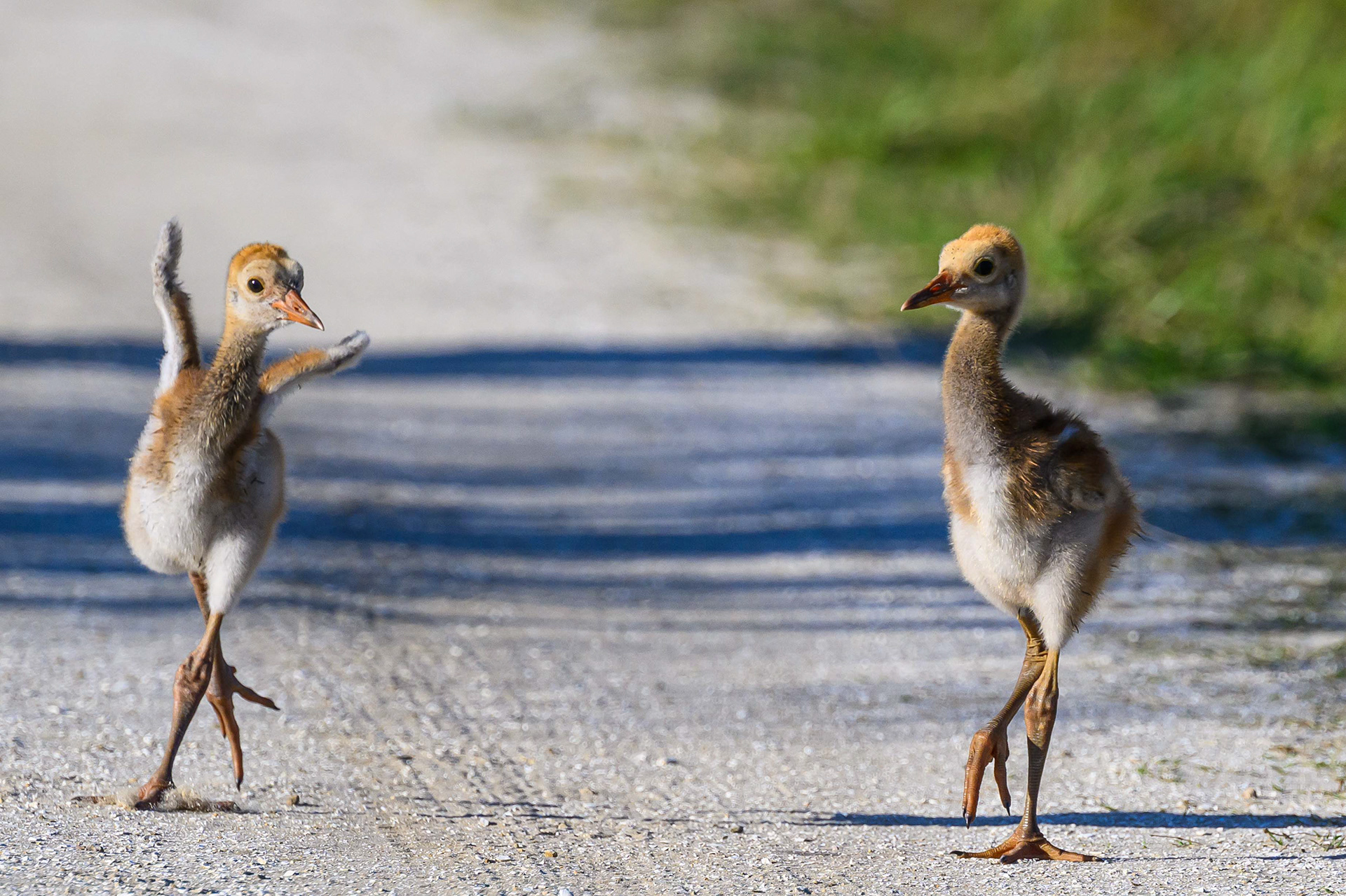 Tiny Dancer. Sandhill Crane Colts. Florida