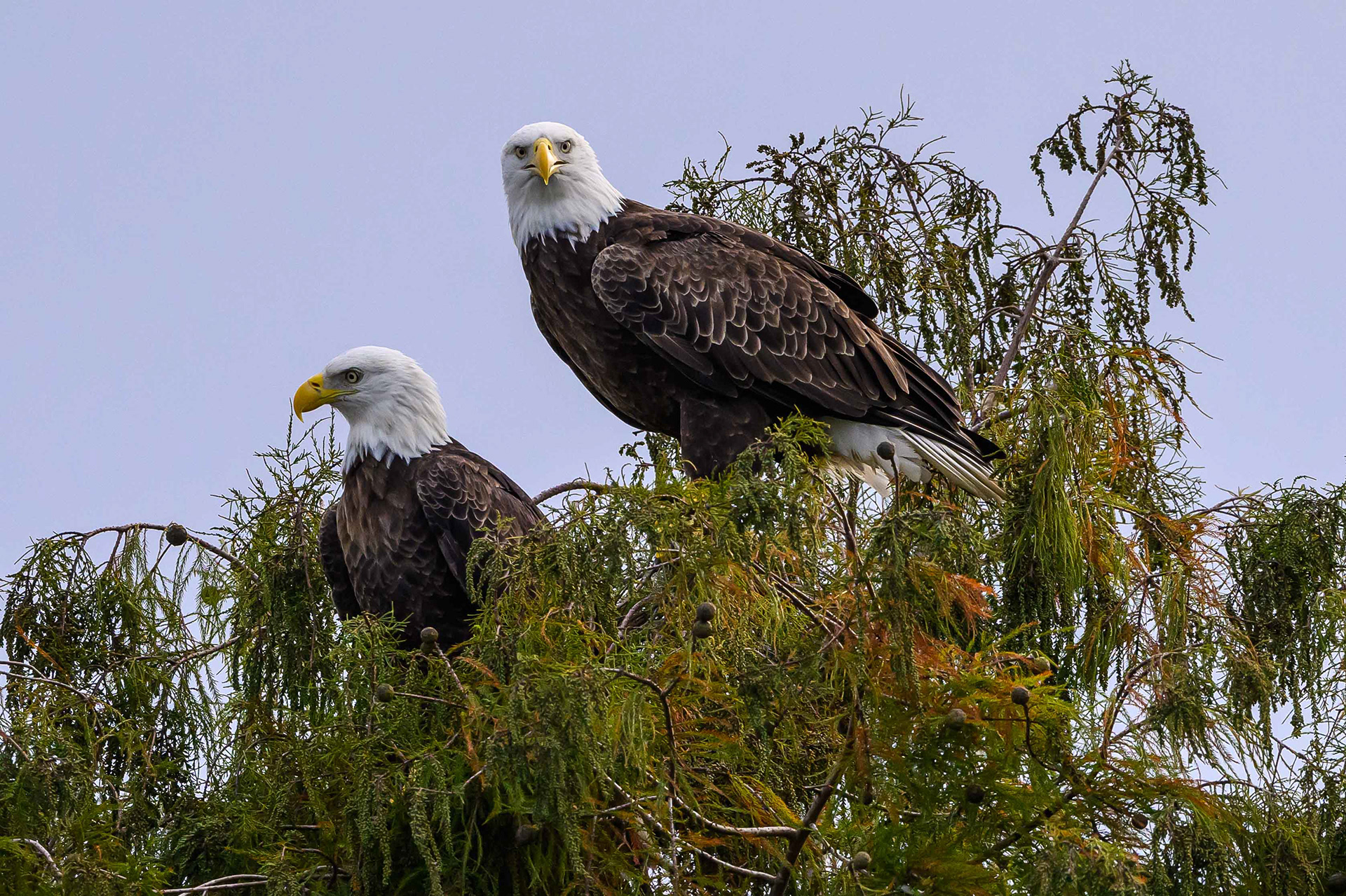 Eagle Eye Contact. Florida