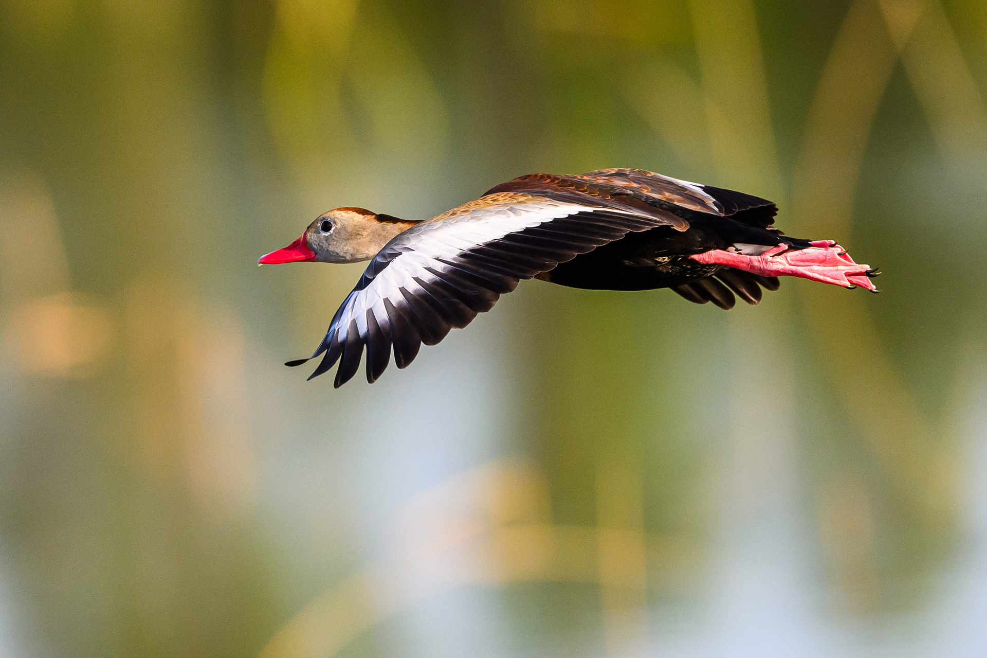 Black Bellied Whistling Duck Fly By. Florida