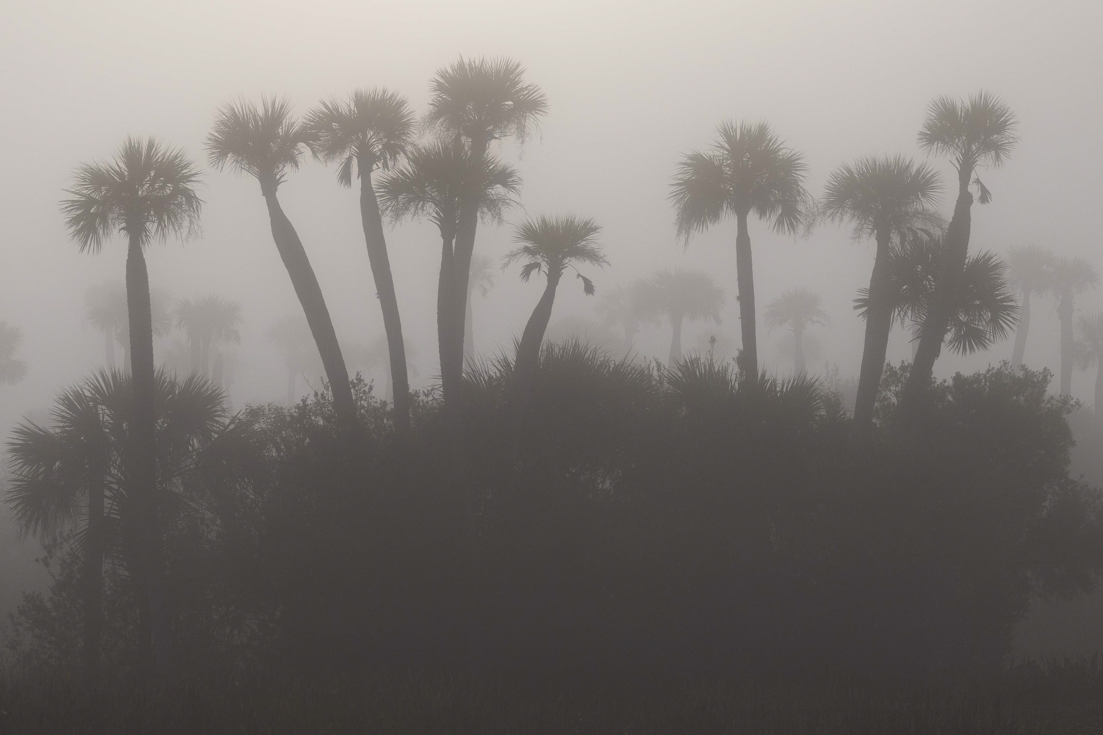 Mystical Florida. Florida