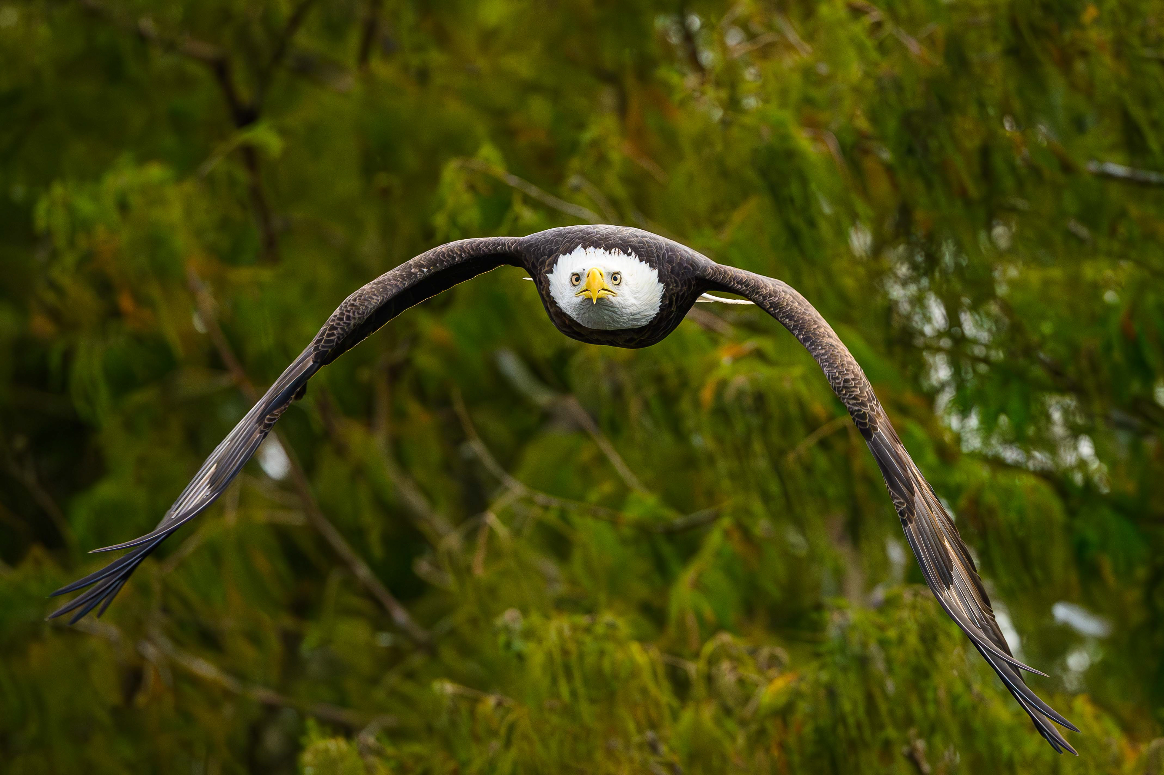 Eagle Eyes. Florida