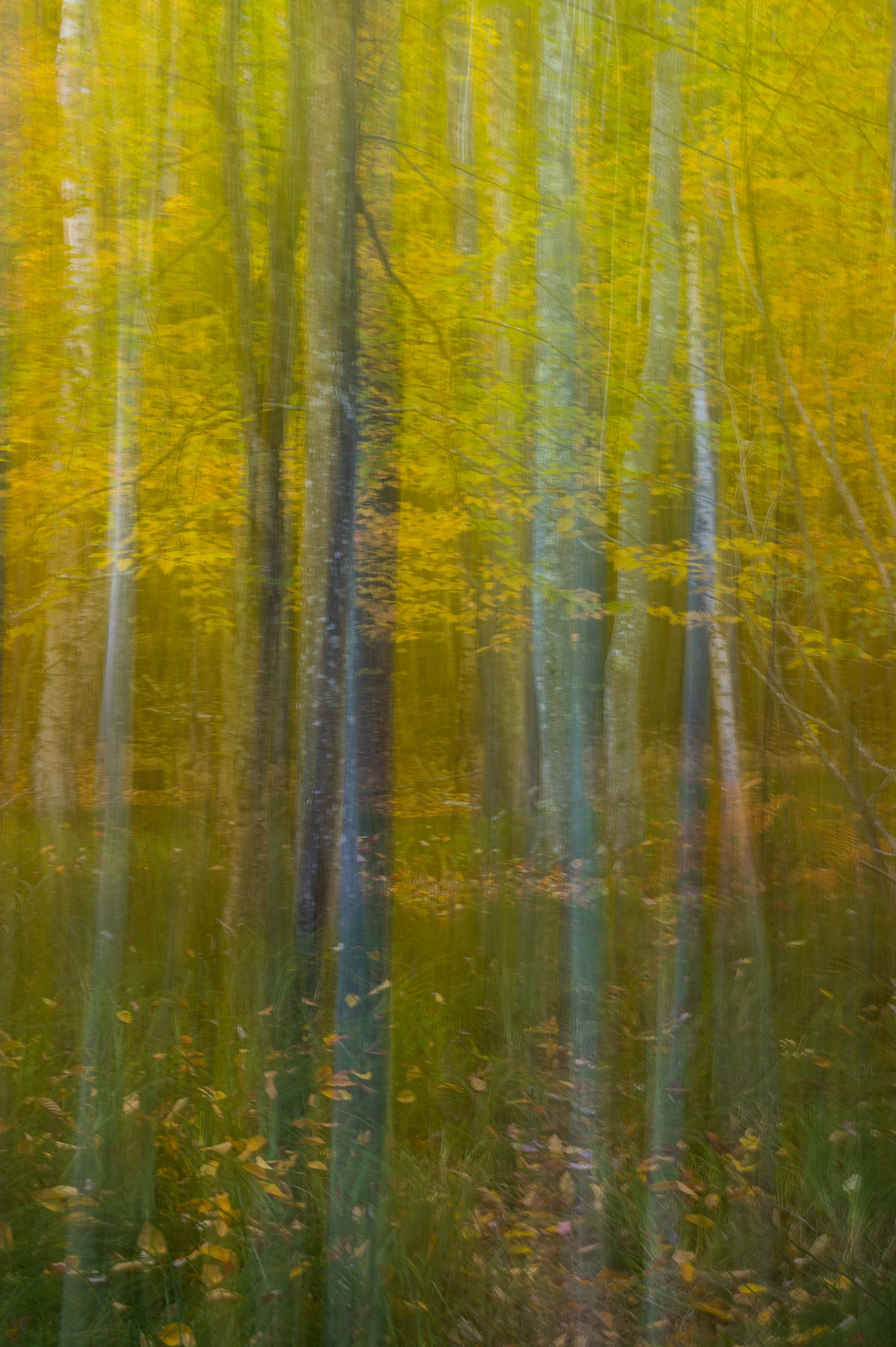 Fall Colors. Acadia National Park