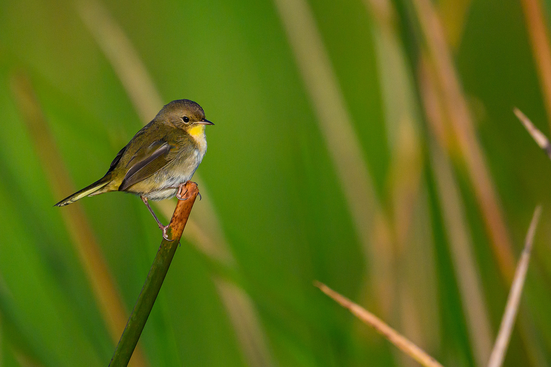 Female Common Yellowthroat. Florida