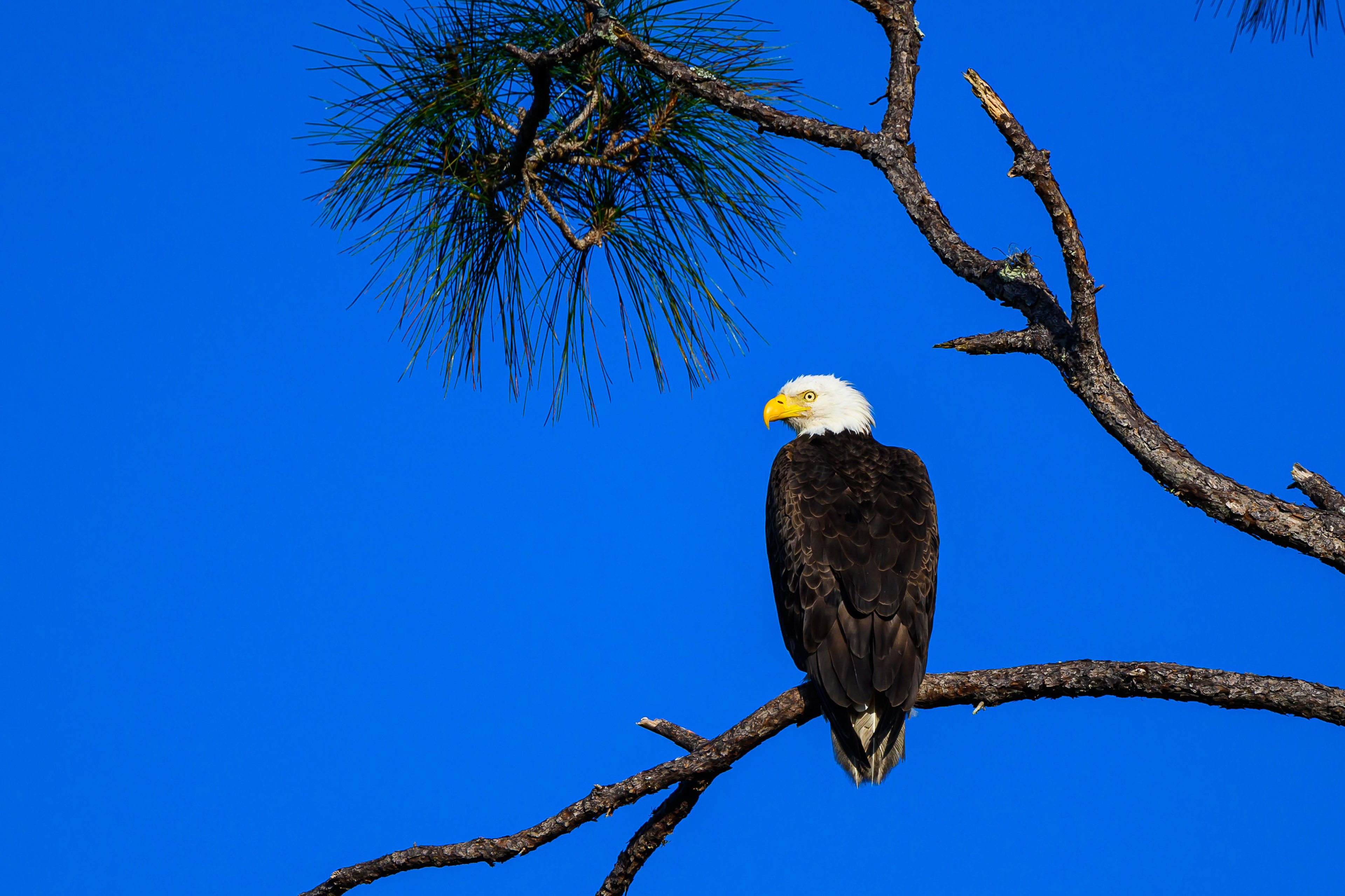 Chill Eagle. Florida