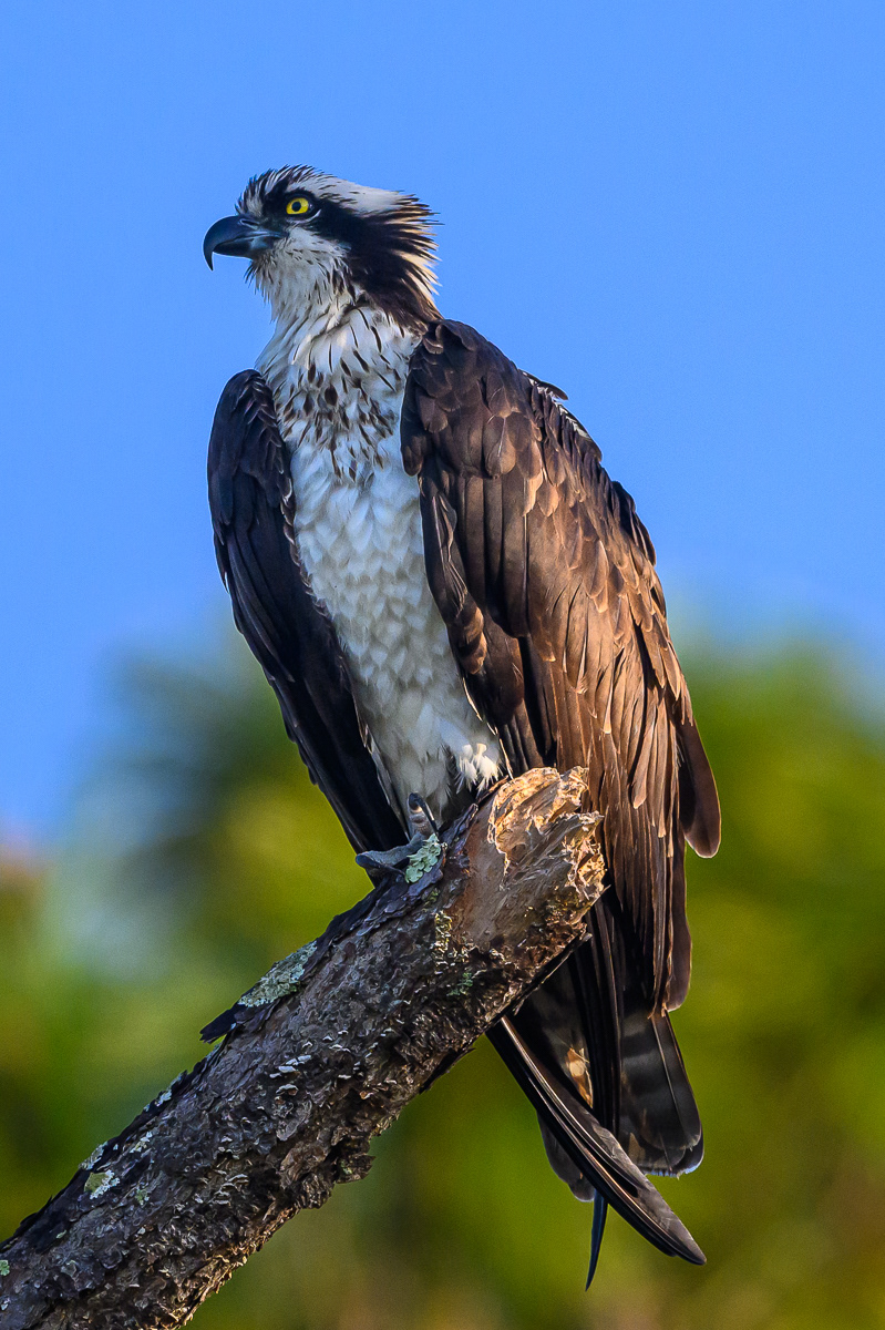 Osprey Portrait. Florida