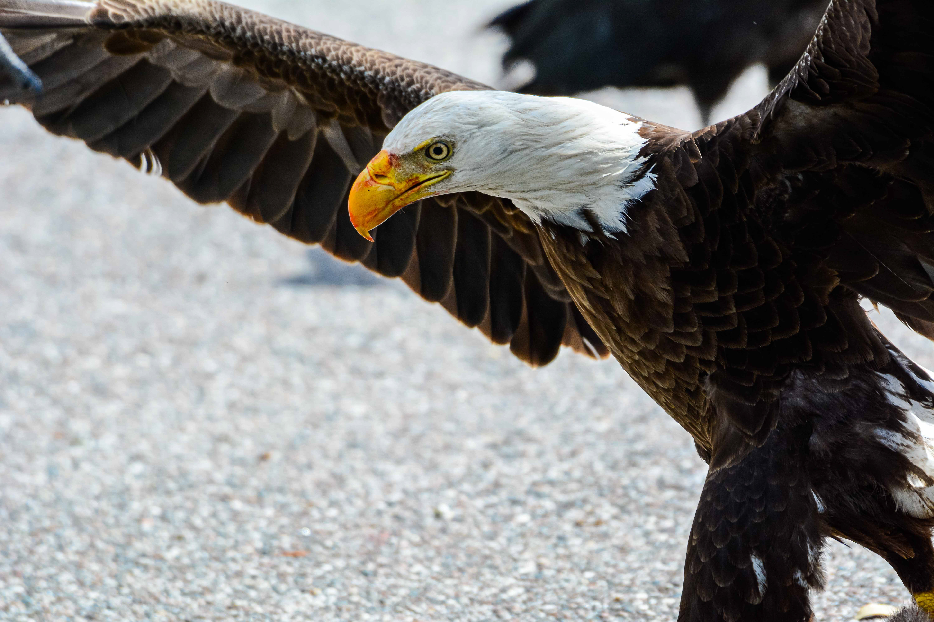 Back Off! Eagle in Florida