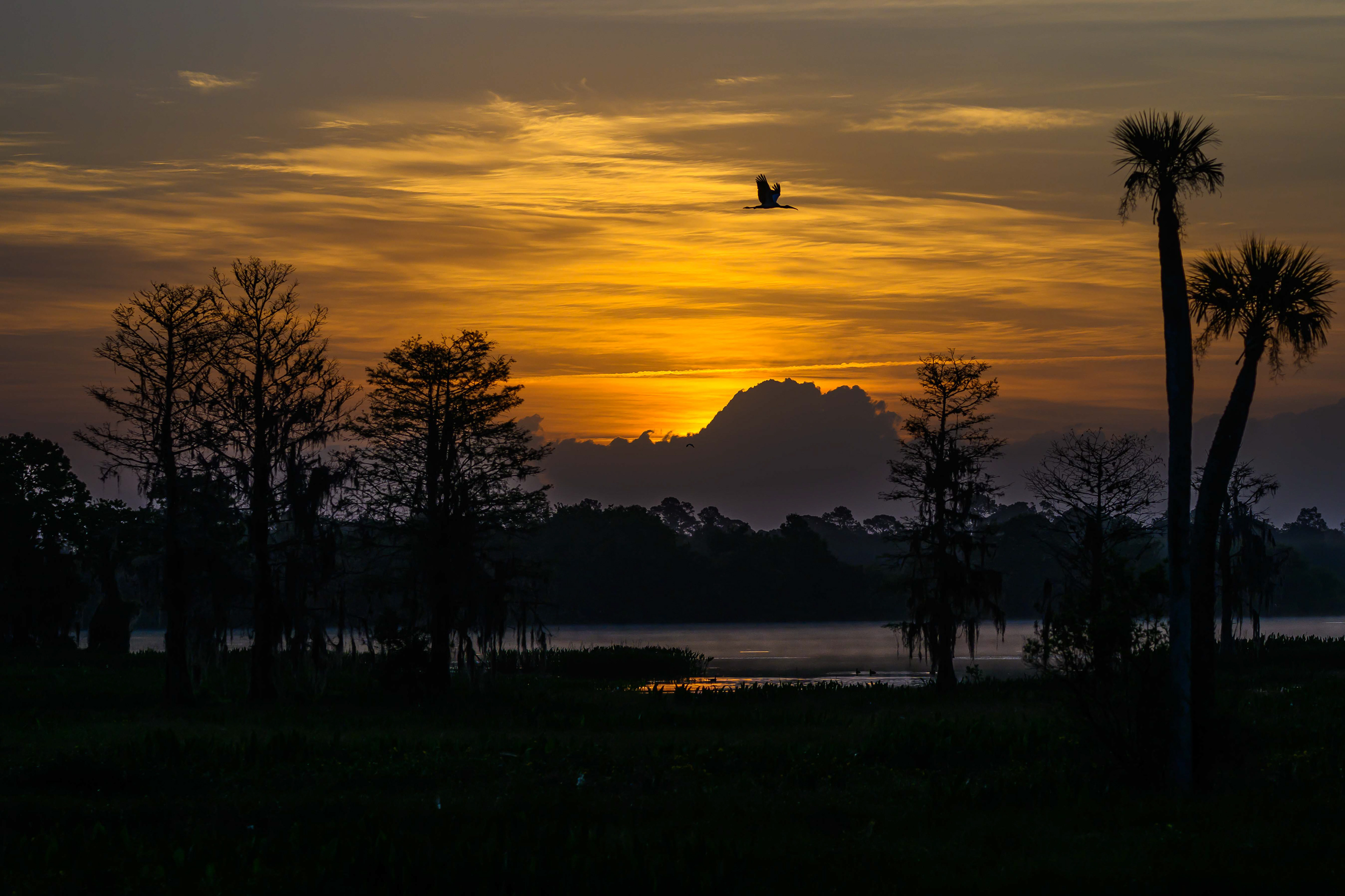 Sunrise in the Swamp. Florida