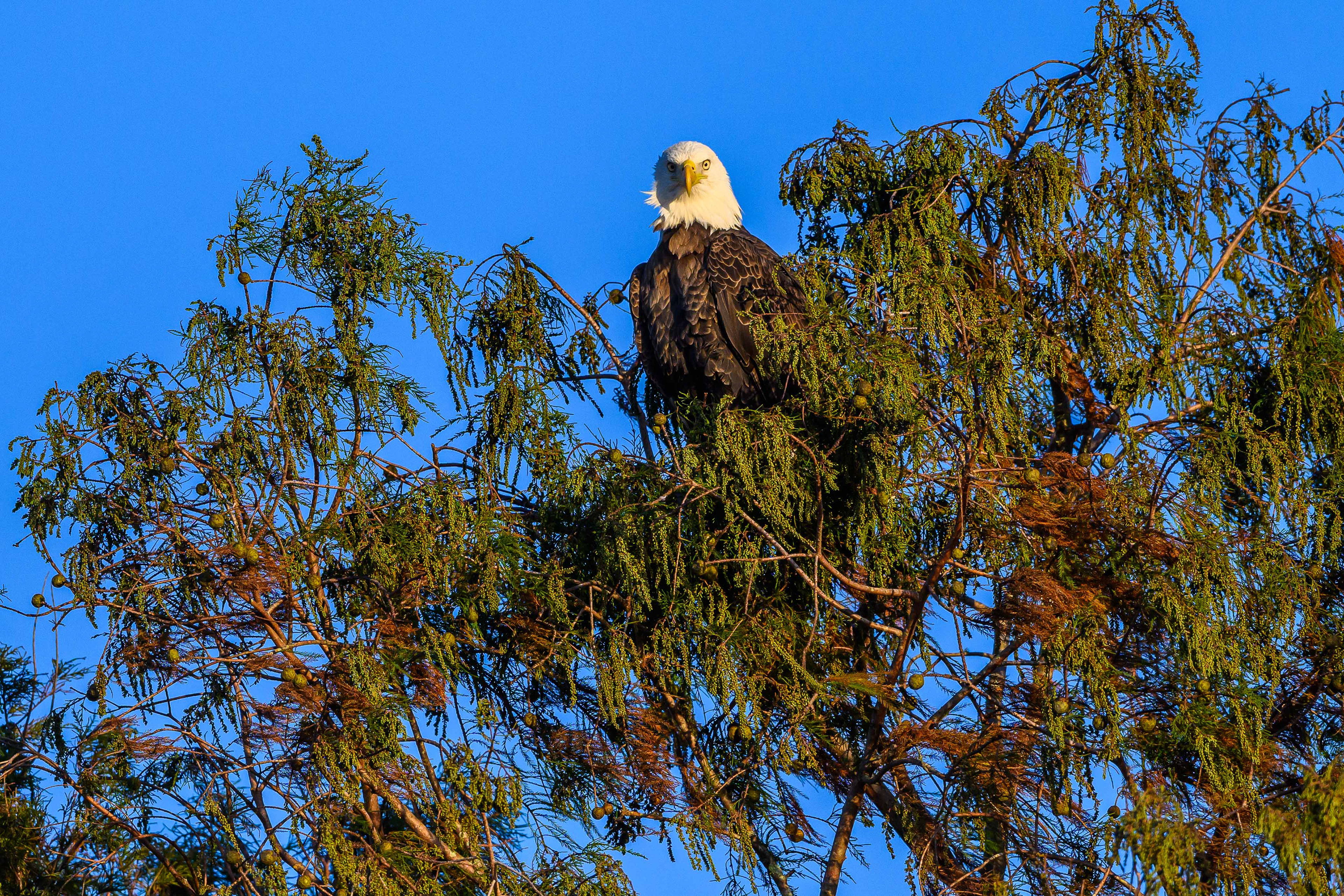 Sunset Eagle. Florida