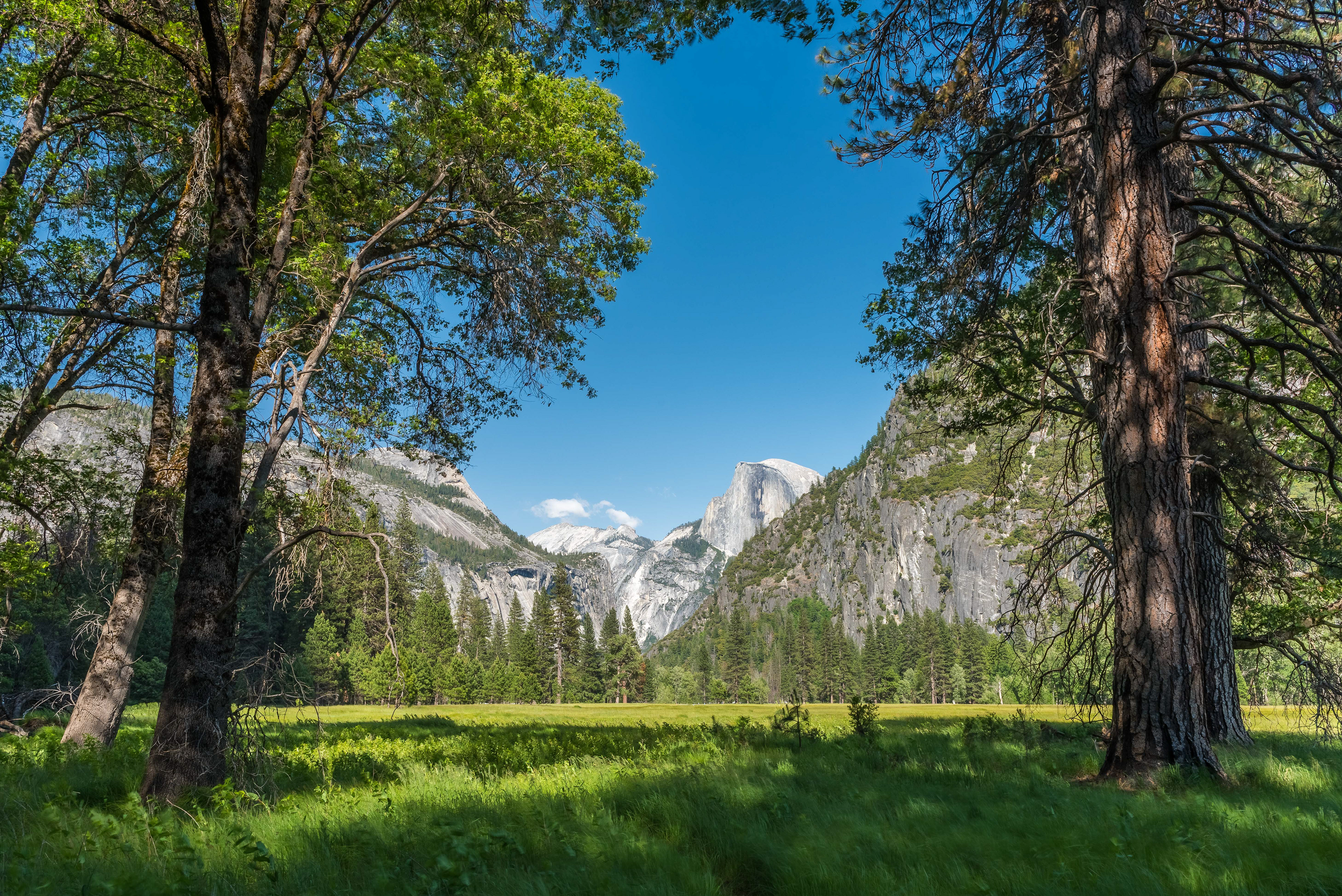 Meadows and Half Dome. Yosemite National Park