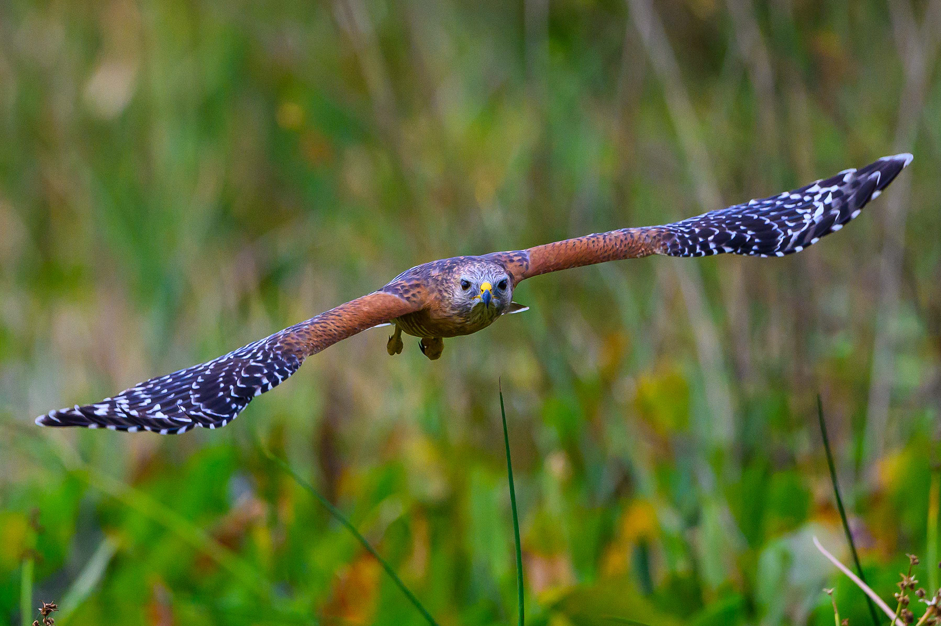Red Shouldered Hawk Fly By. Florida