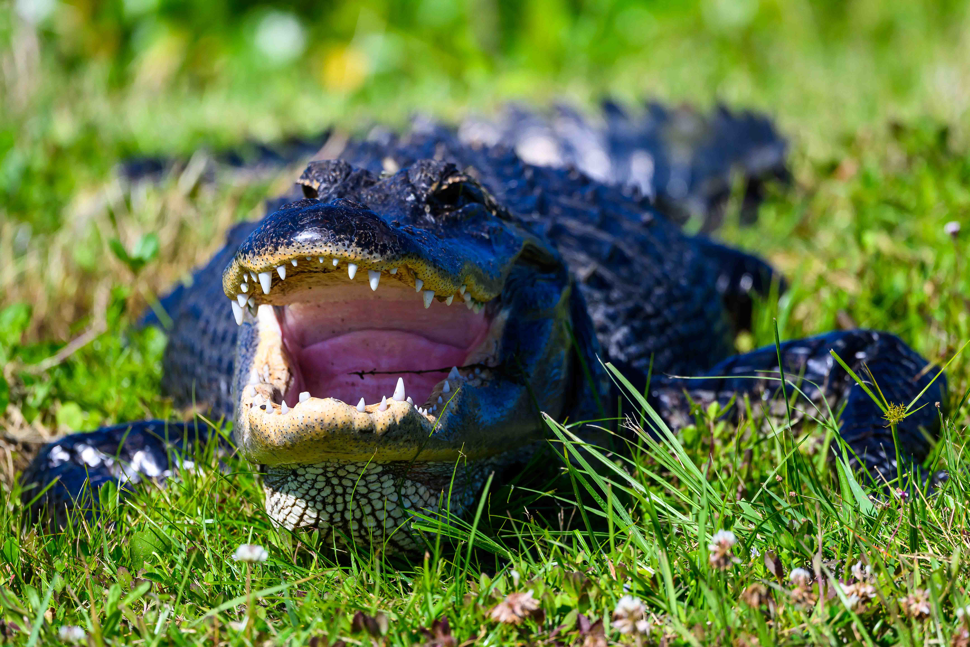 Happy Gator. Florida