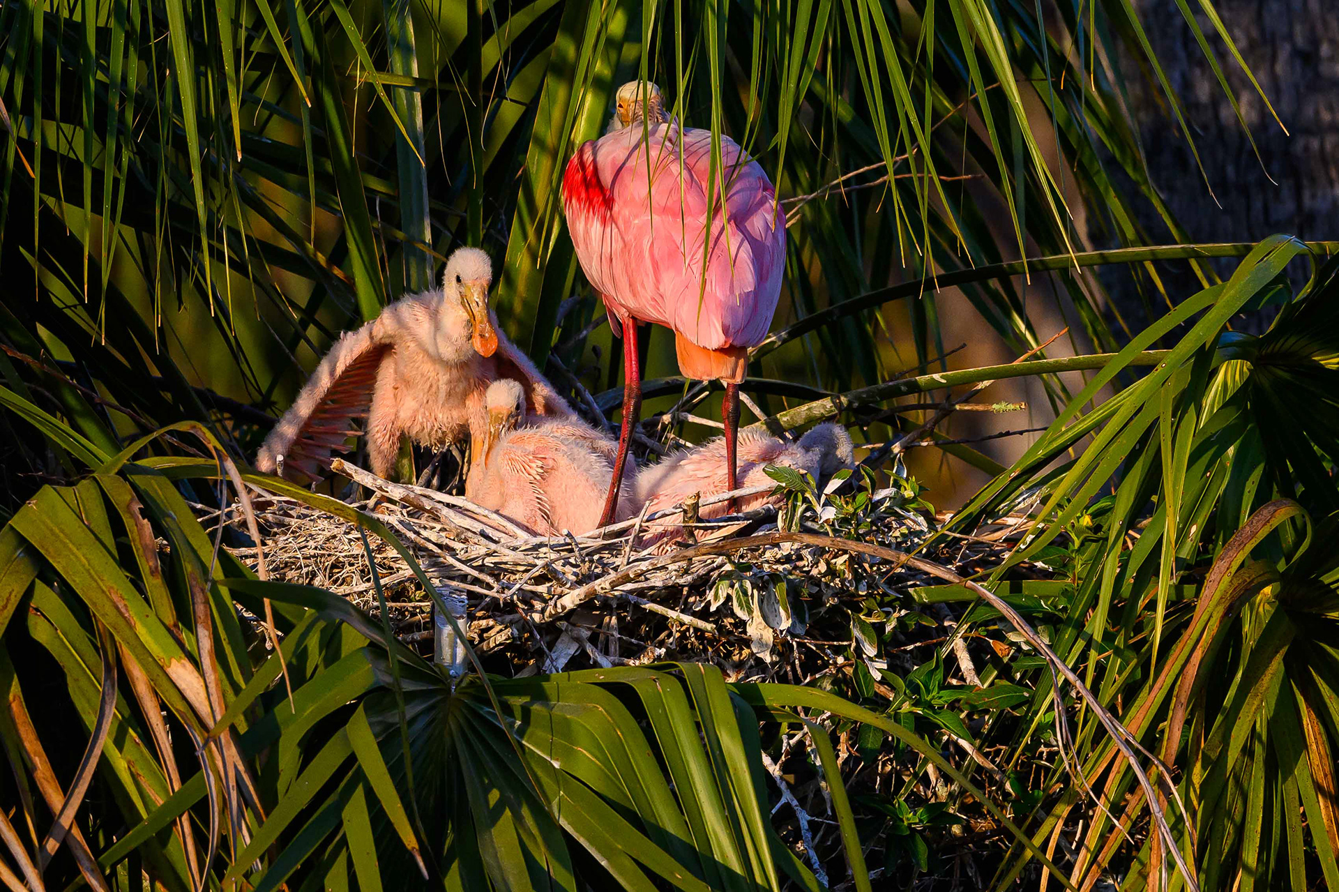 Crowded Nest. Florida
