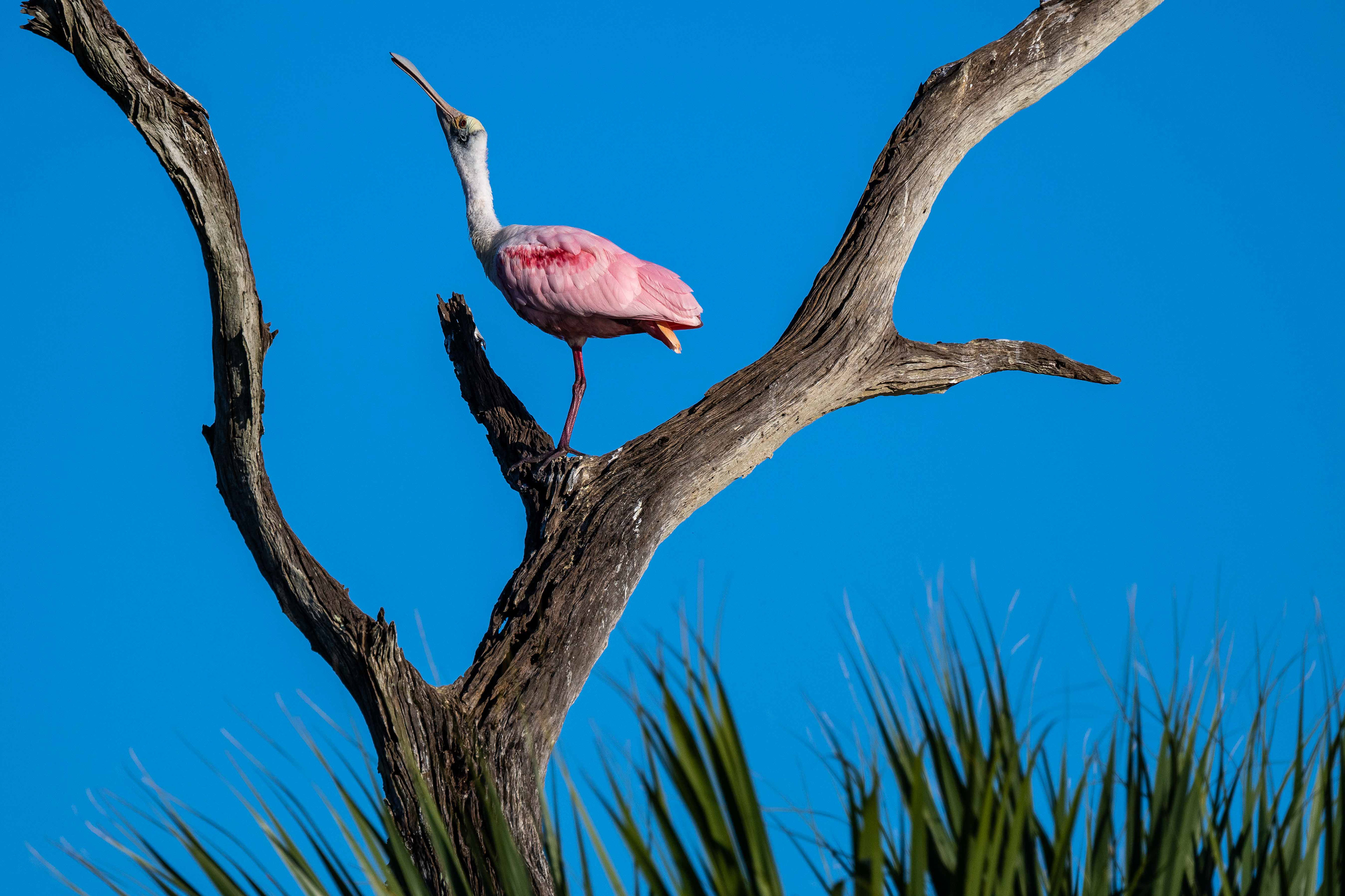 Spoonie Yoga. Florida