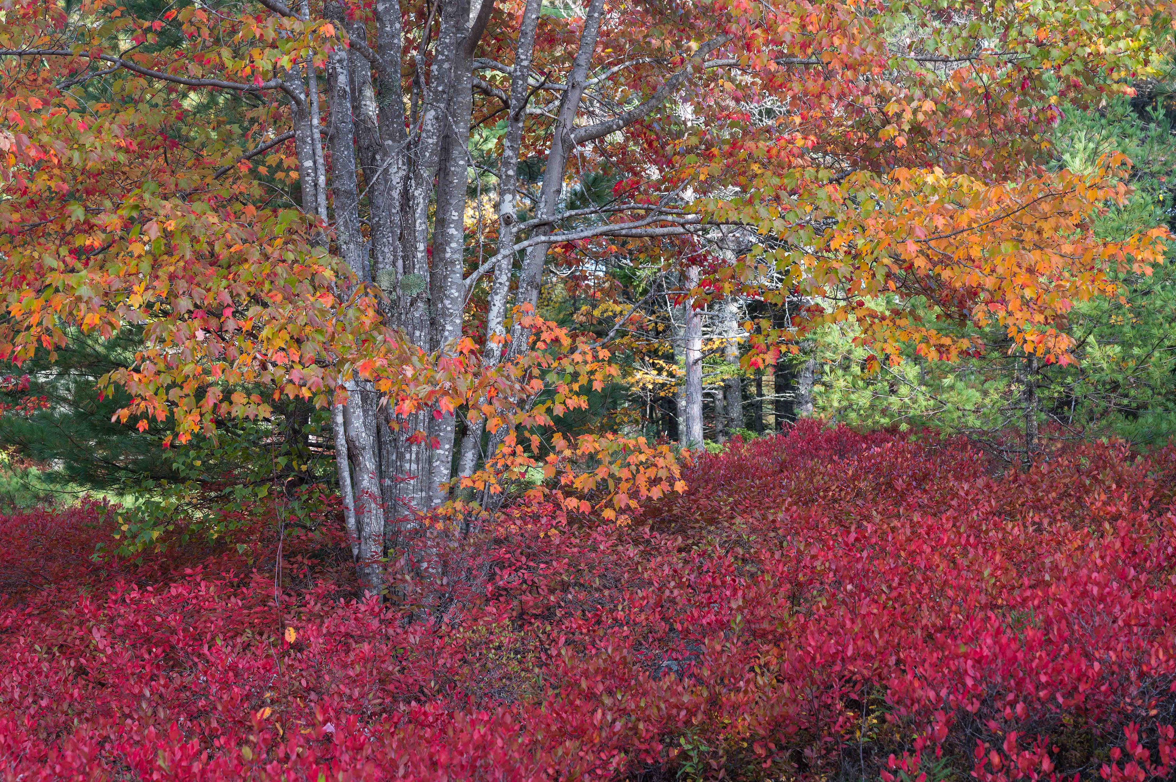 Color Blast. Acadia National Park