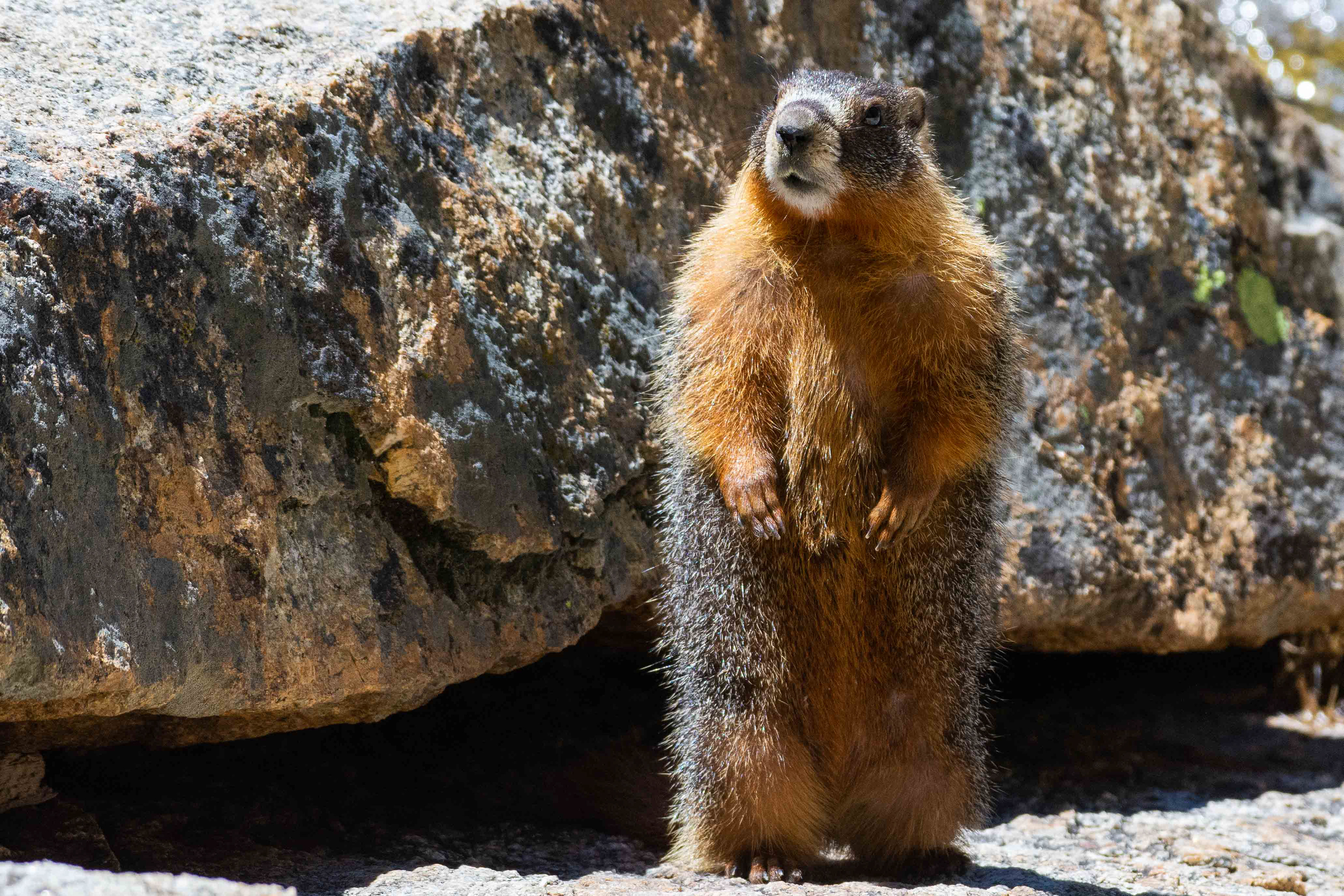 Yellow-Bellied Marmot. Yosemite National Park