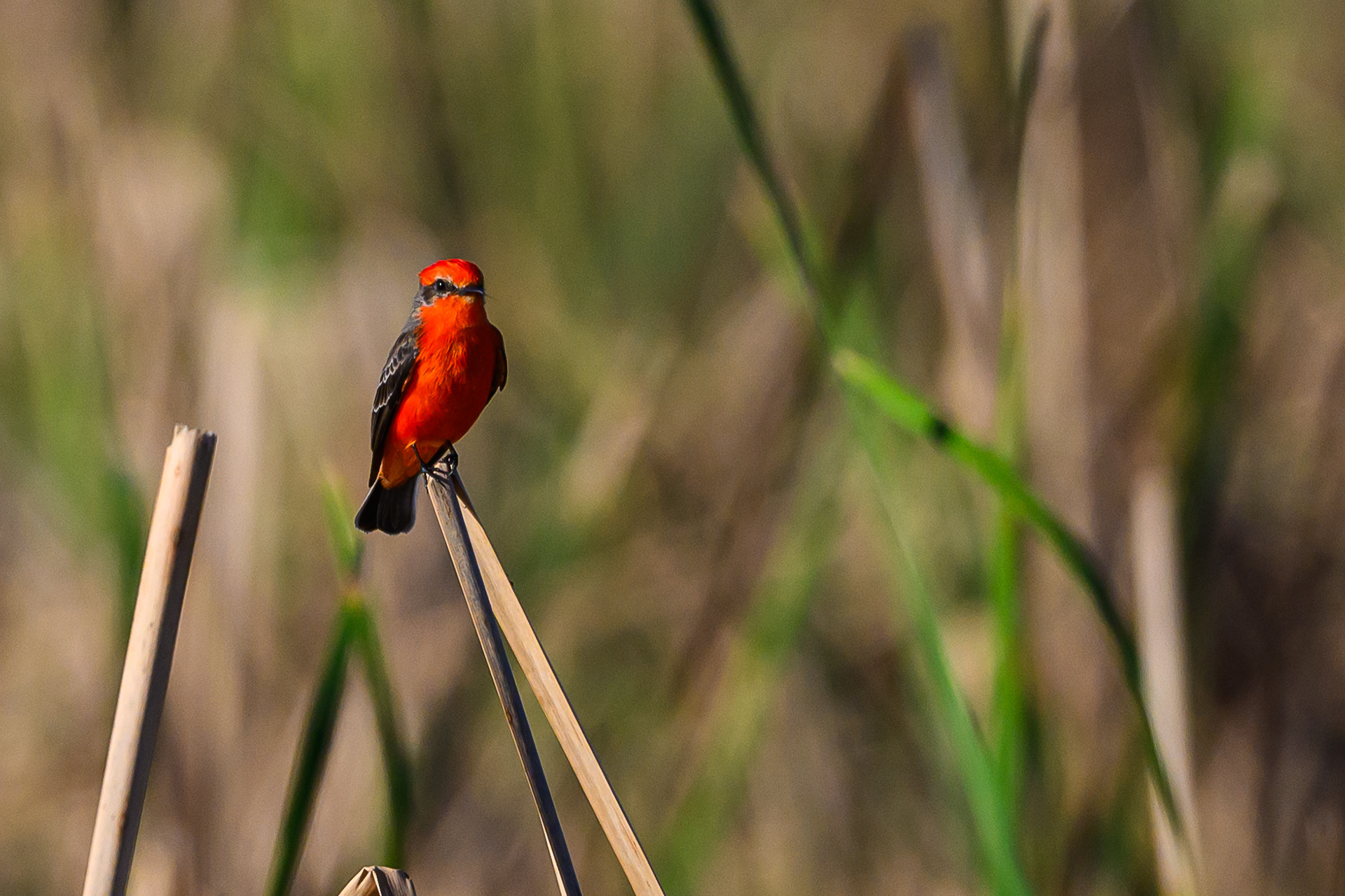 Perched Vermilion Flycatcher. Florida