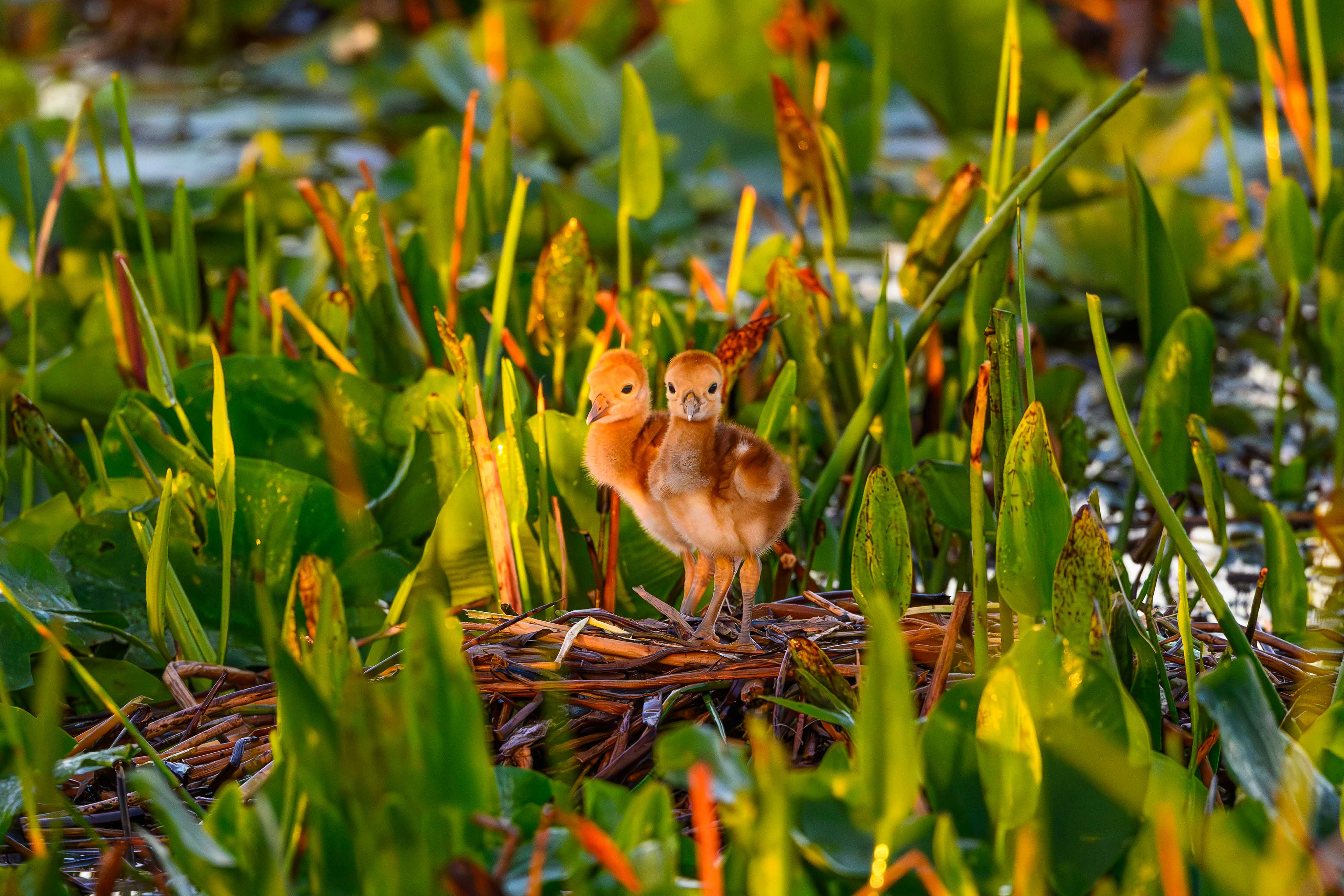 Sunrise with the Colts. Florida