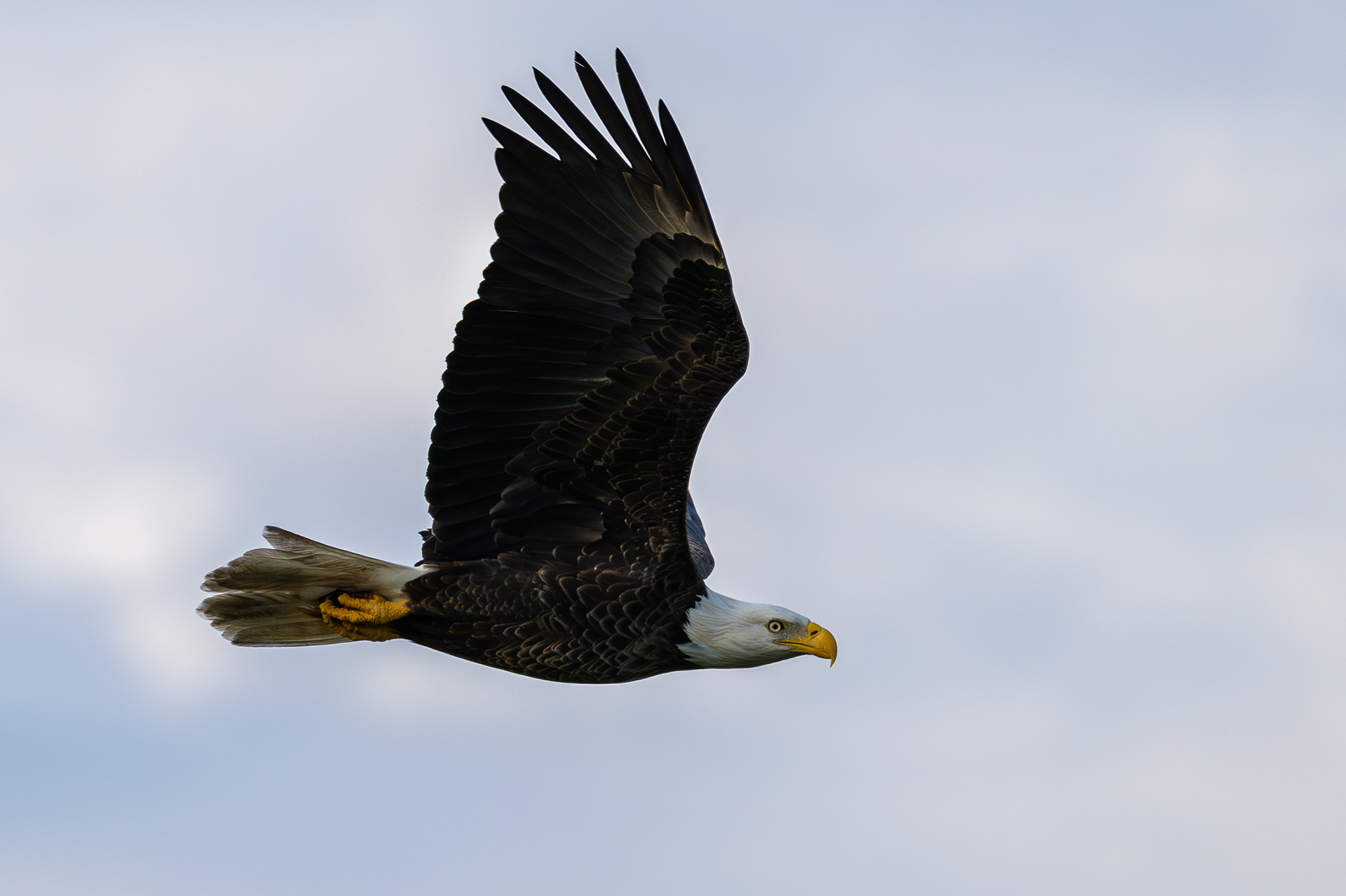Eagle Passing Through. Florida