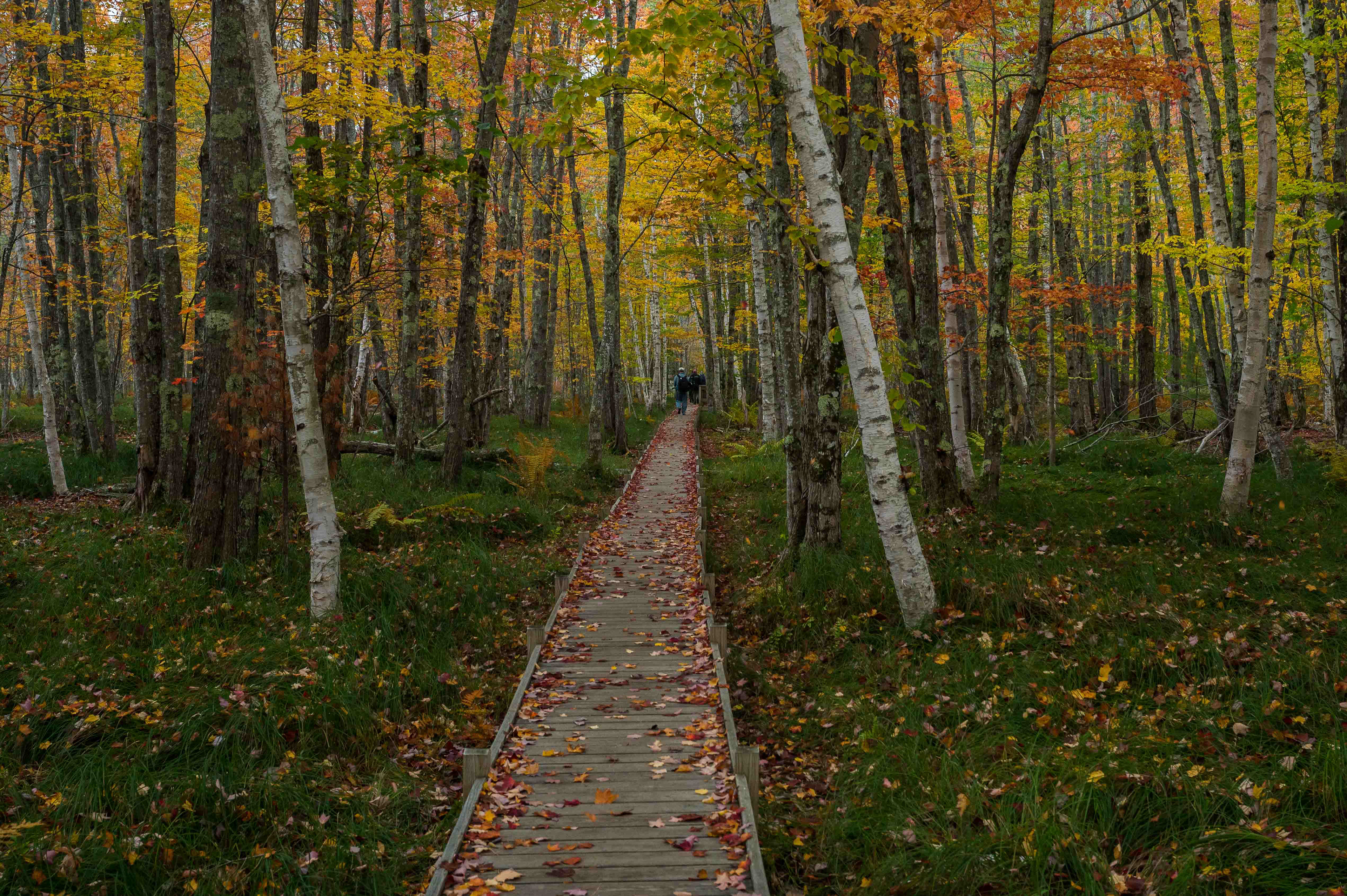 Jessup Path Boardwalk. Acadia National Park