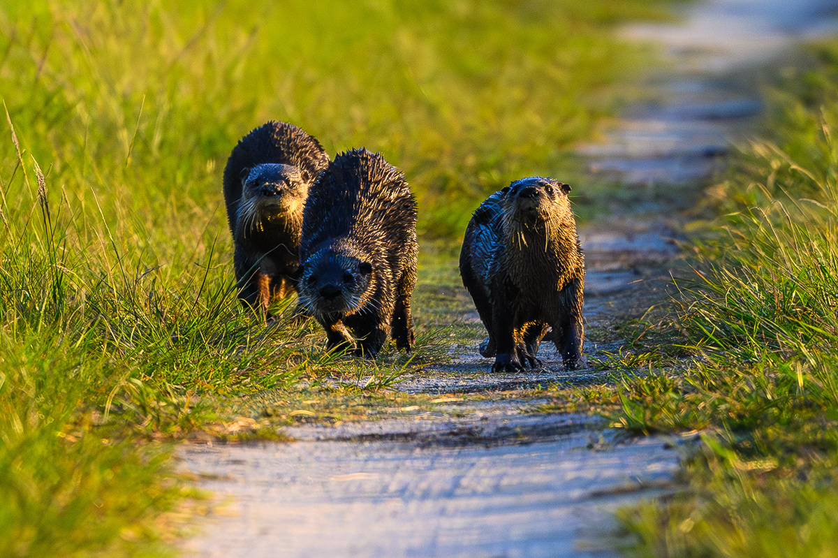 Down the Stretch they Come. Otters. Florida
