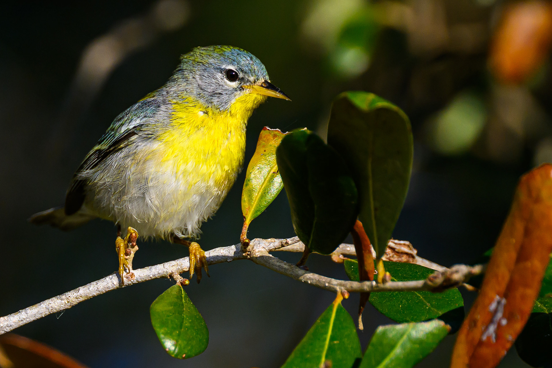 Northern Parula. Florida