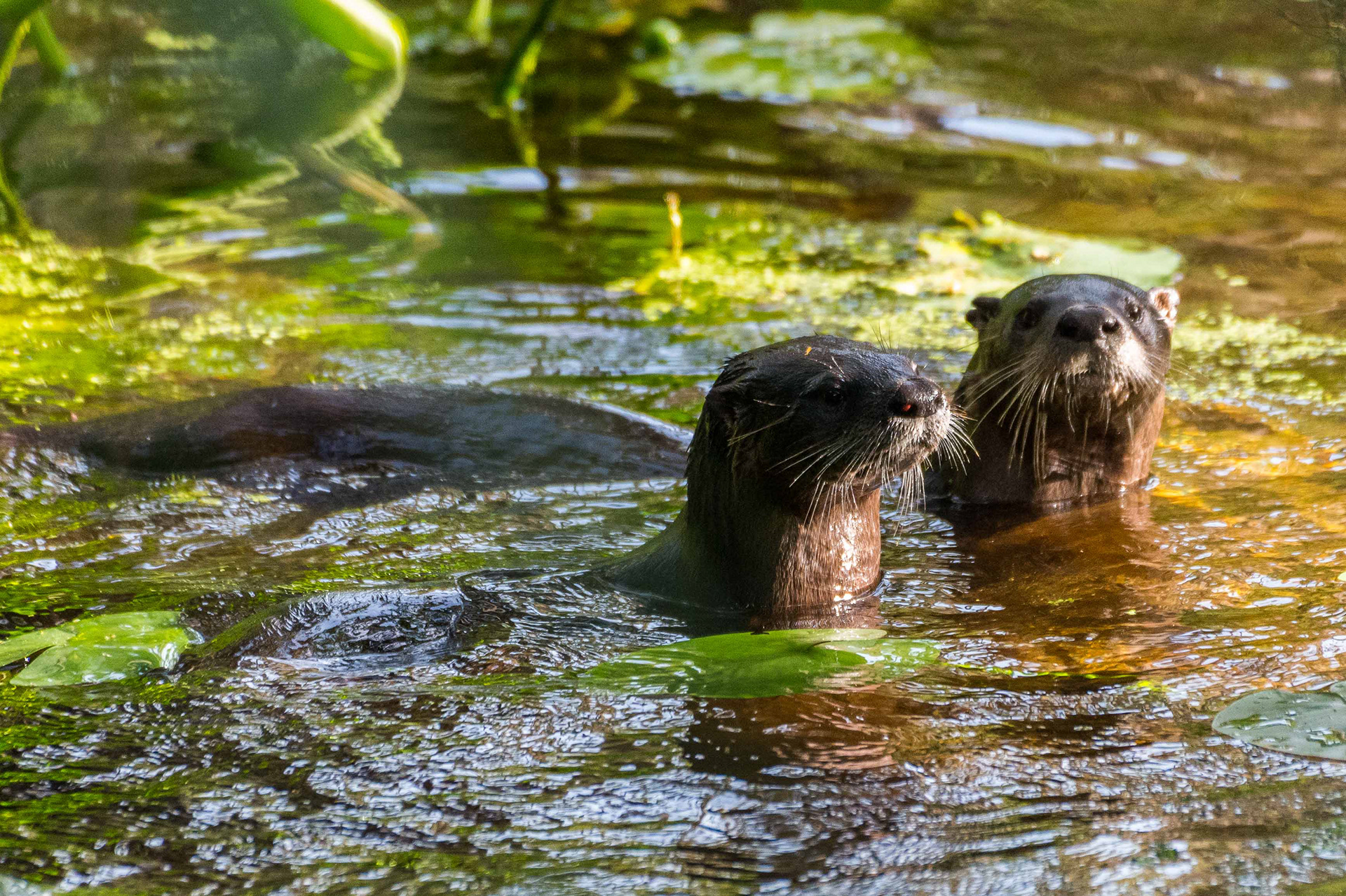 River Otters. Florida