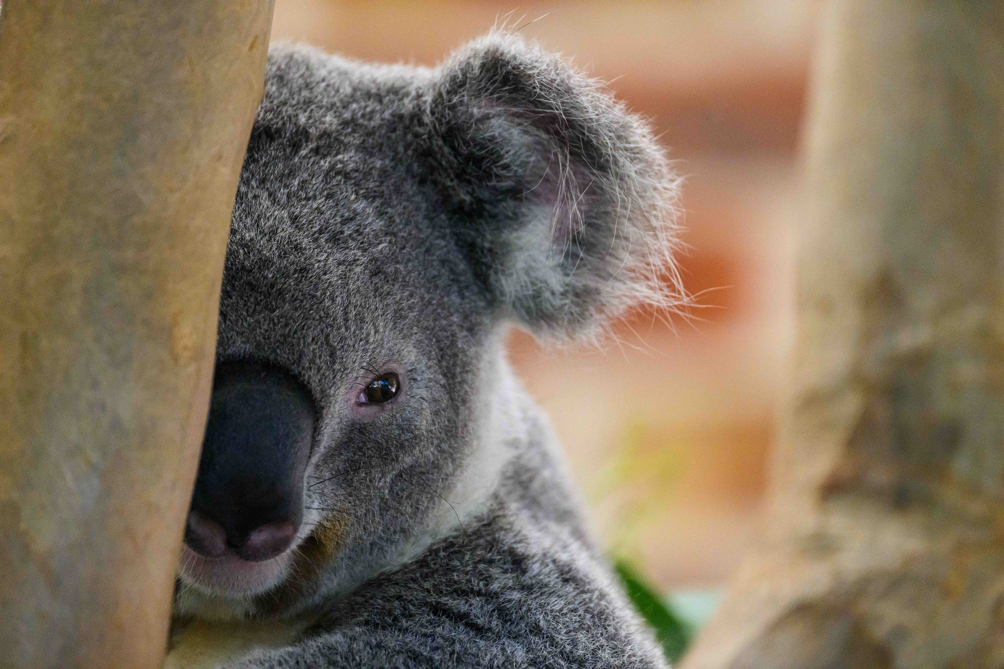 Koala Cutie. Australia