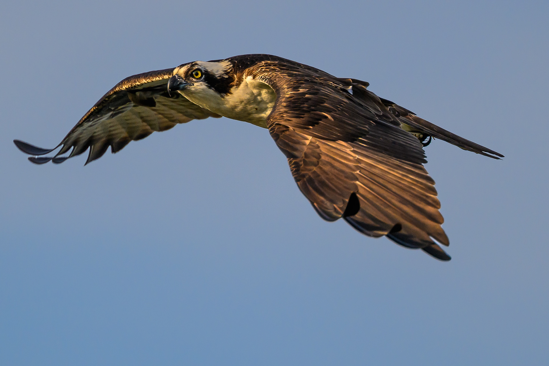 Osprey Fly By. Florida