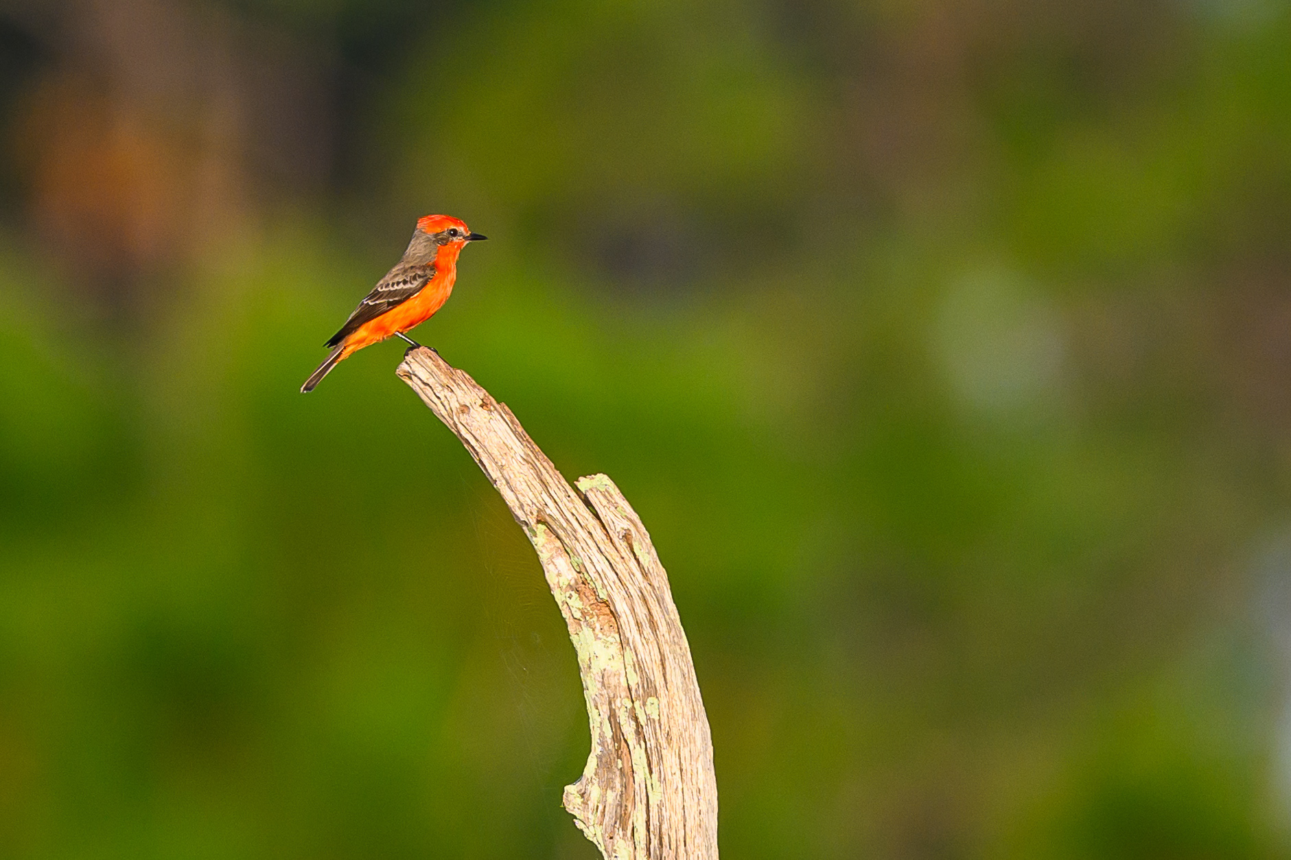 Christmas Colors. Vermilion Flycatcher. Florida